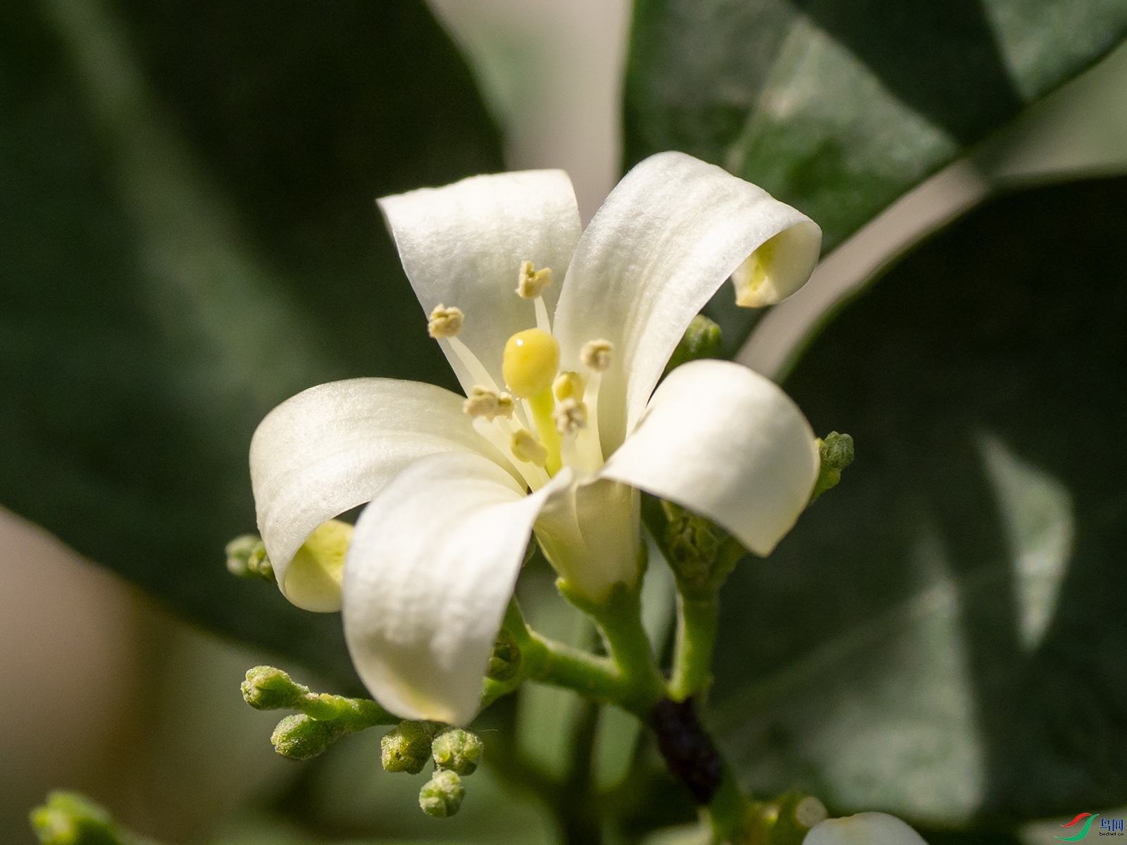 米叶九里香开花图片