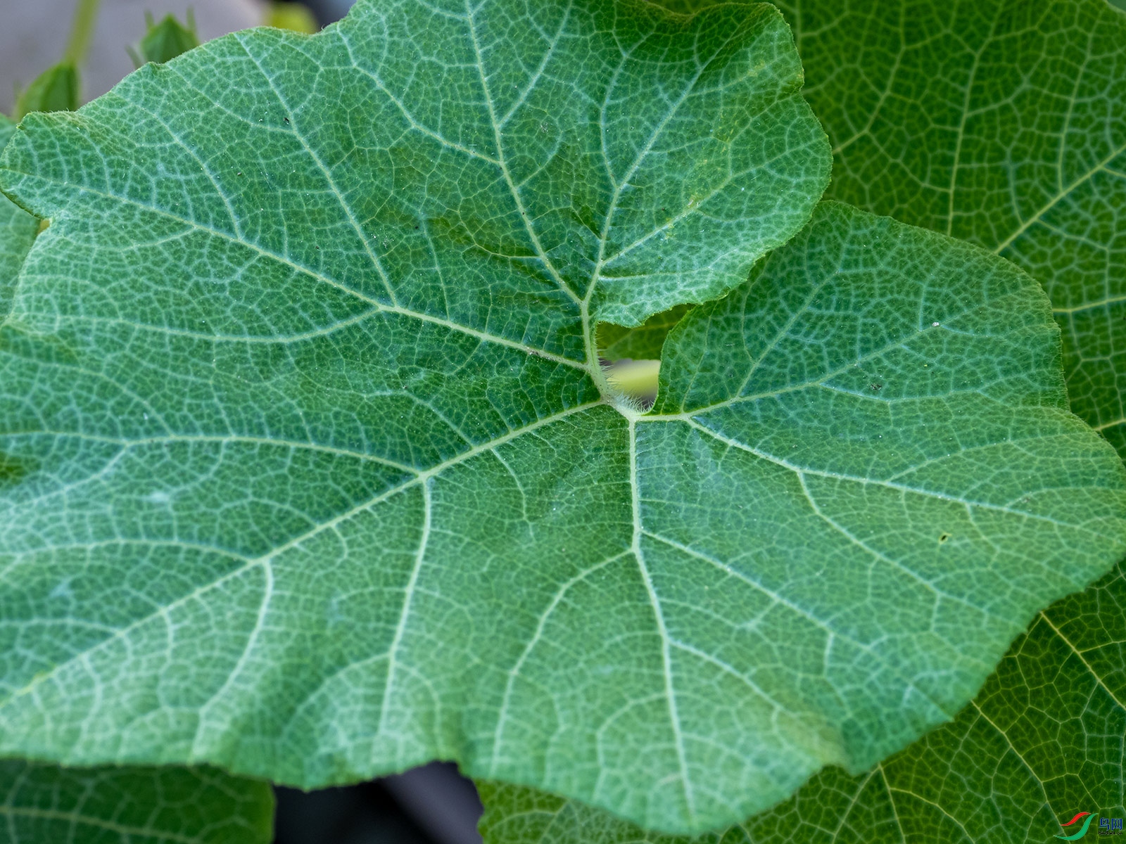 �Ϲ�Ҷ-������Ҷ��