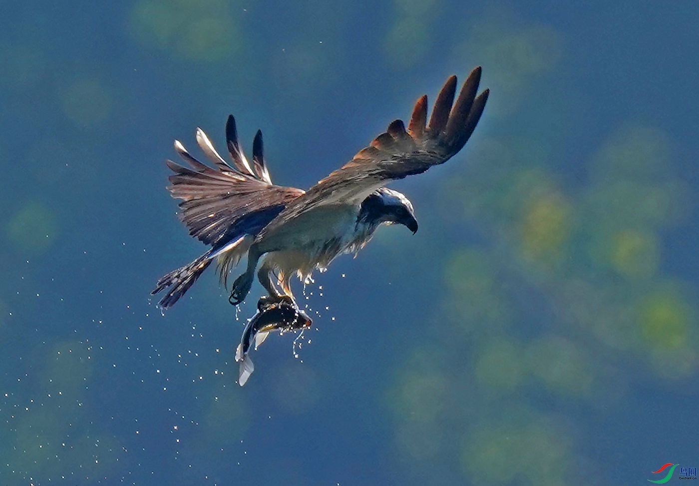 水下捕鱼,鱼鹰.
