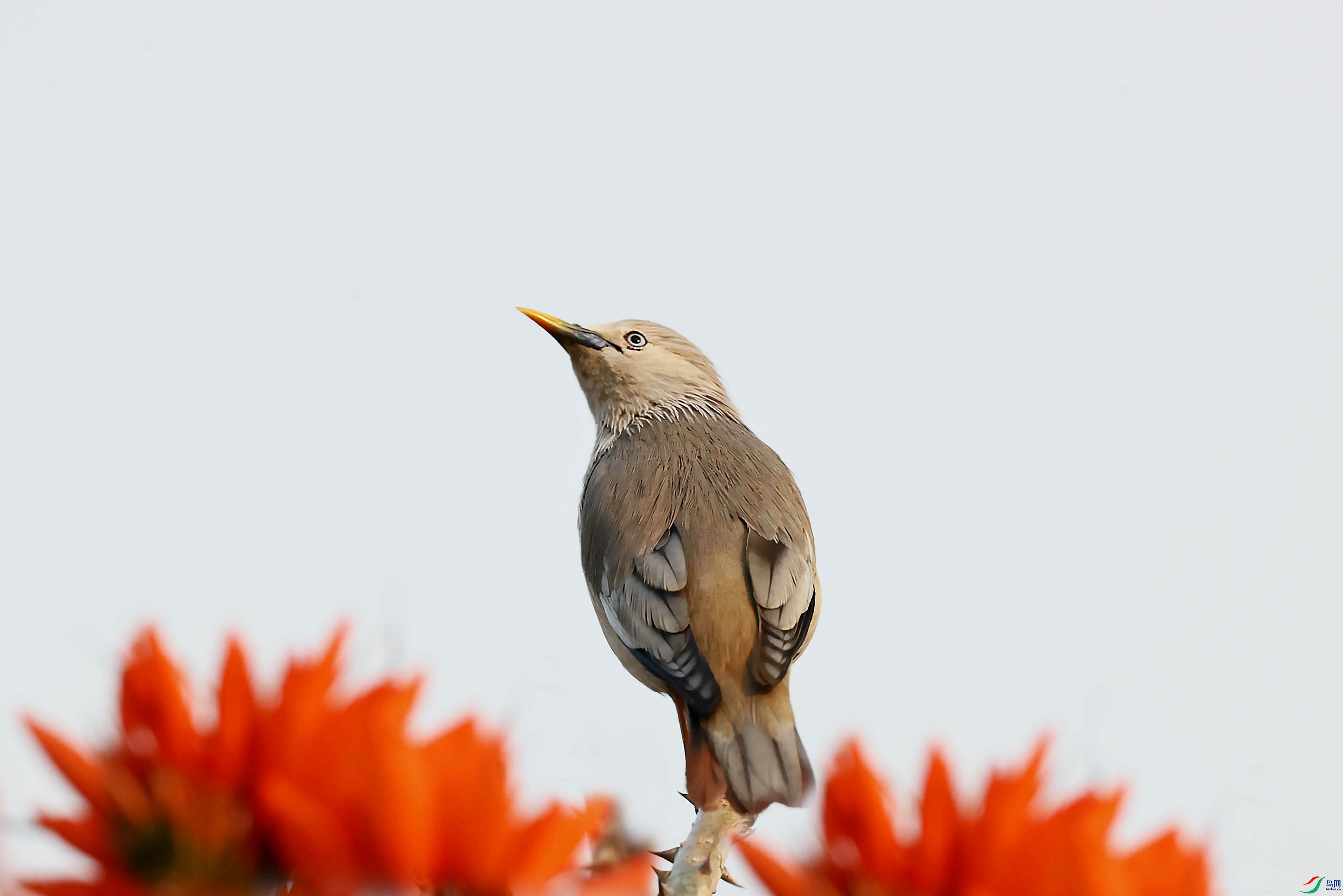 灰头椋鸟