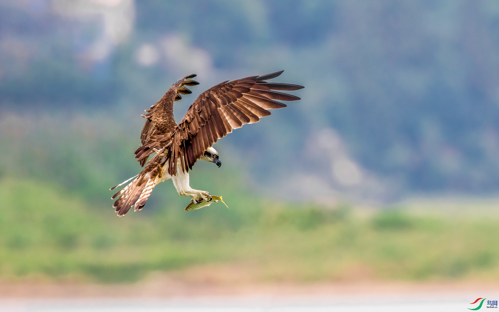 SNQ_0782-1.jpg