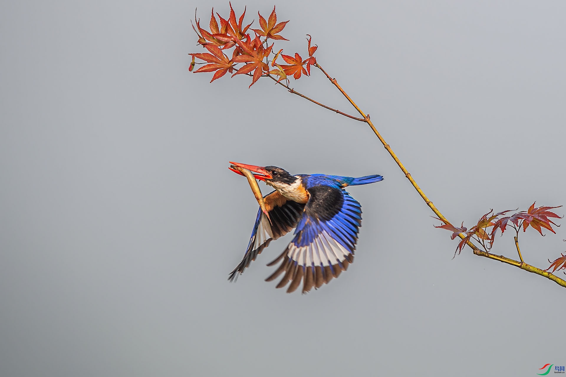 _DSC7390 ����.jpg