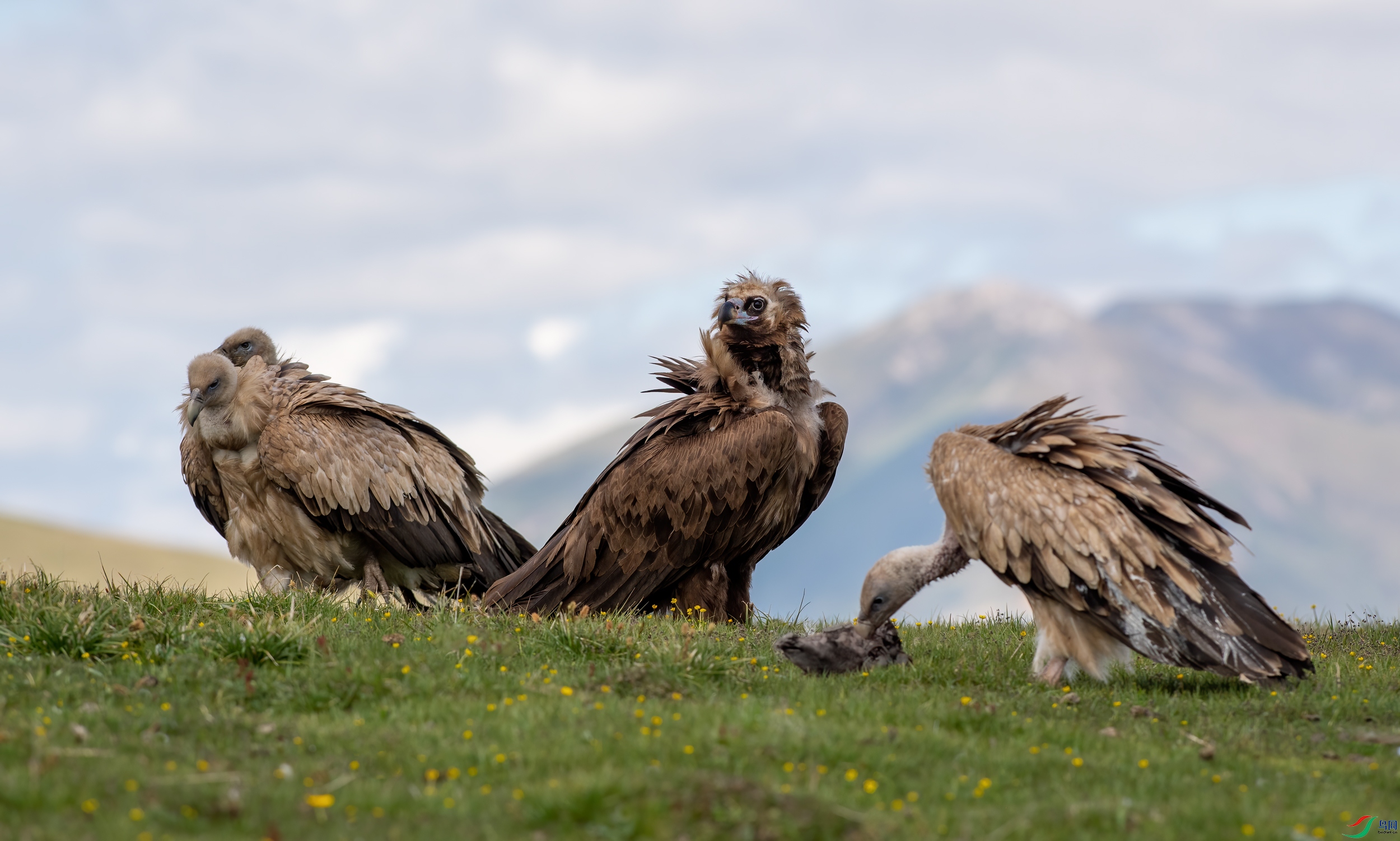 秃鹫与高山兀鹫
