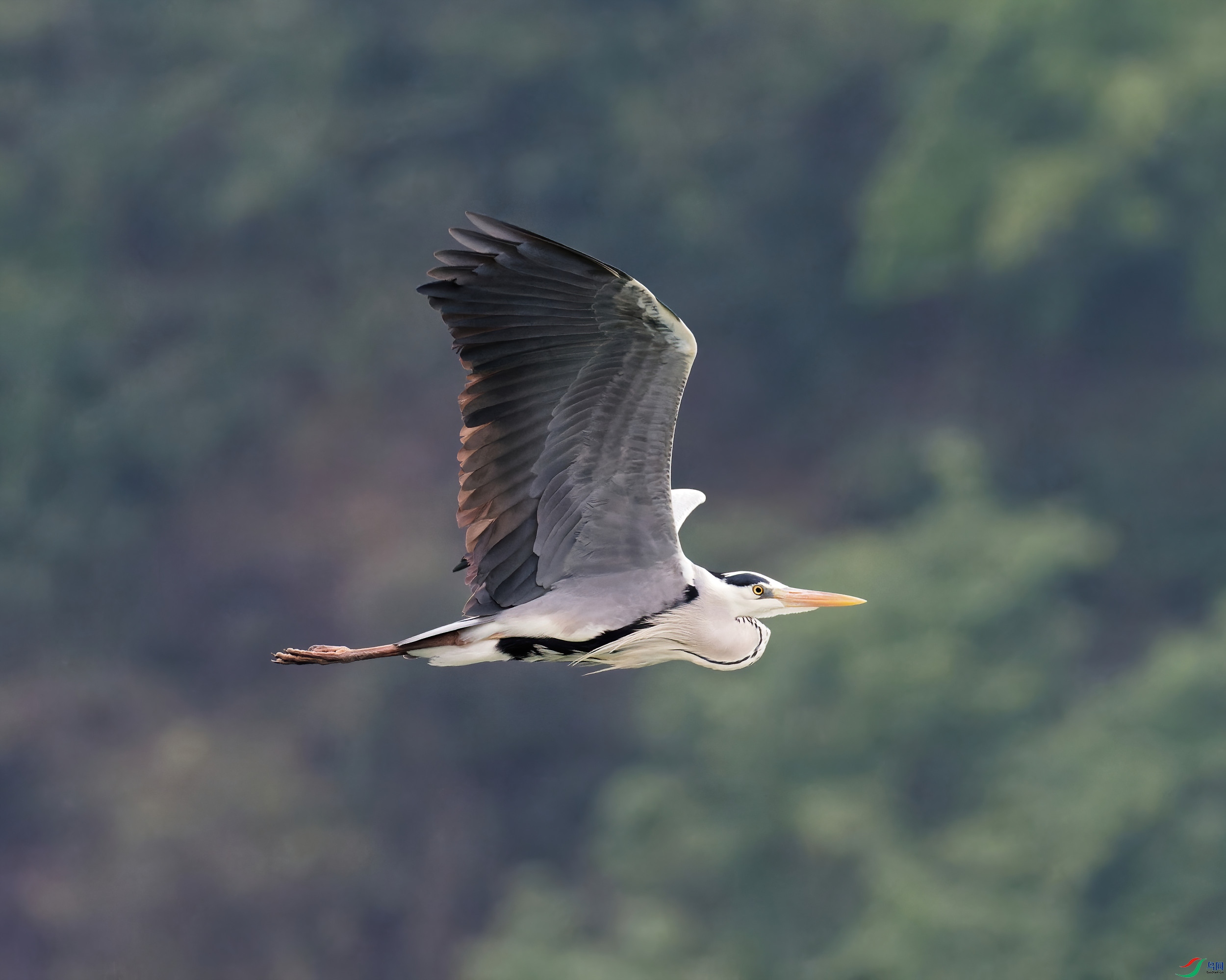 P4130240_DxO-d2.jpg