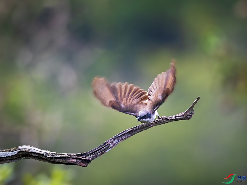 钩嘴林鵙 起飞