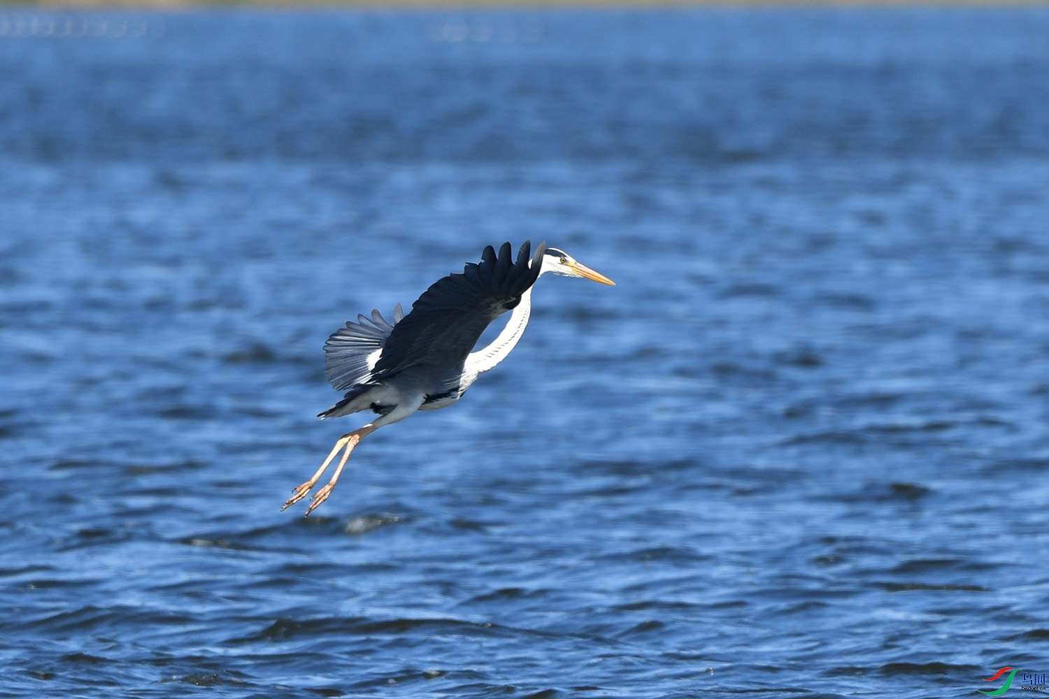 DSC_0184.jpg