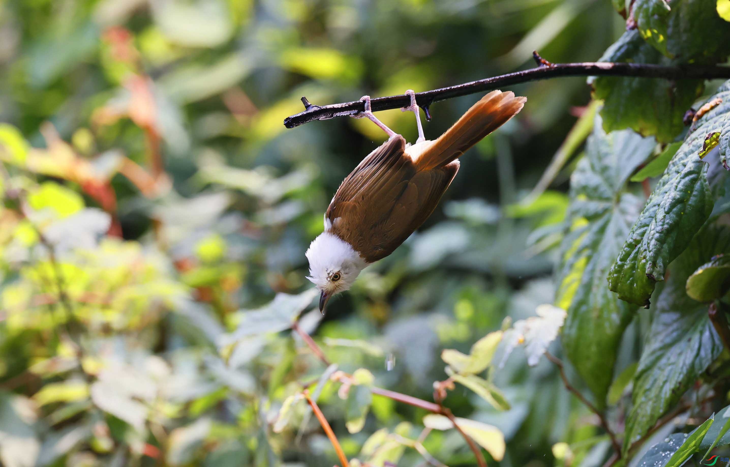 倒挂的白头鵙鹛