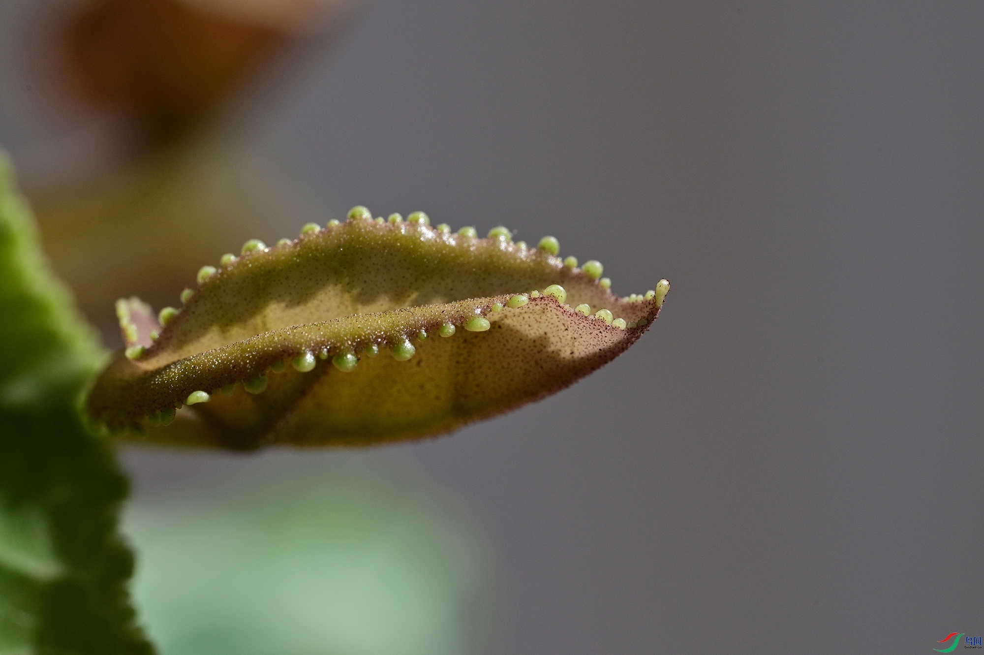 DSC_3071.jpg
