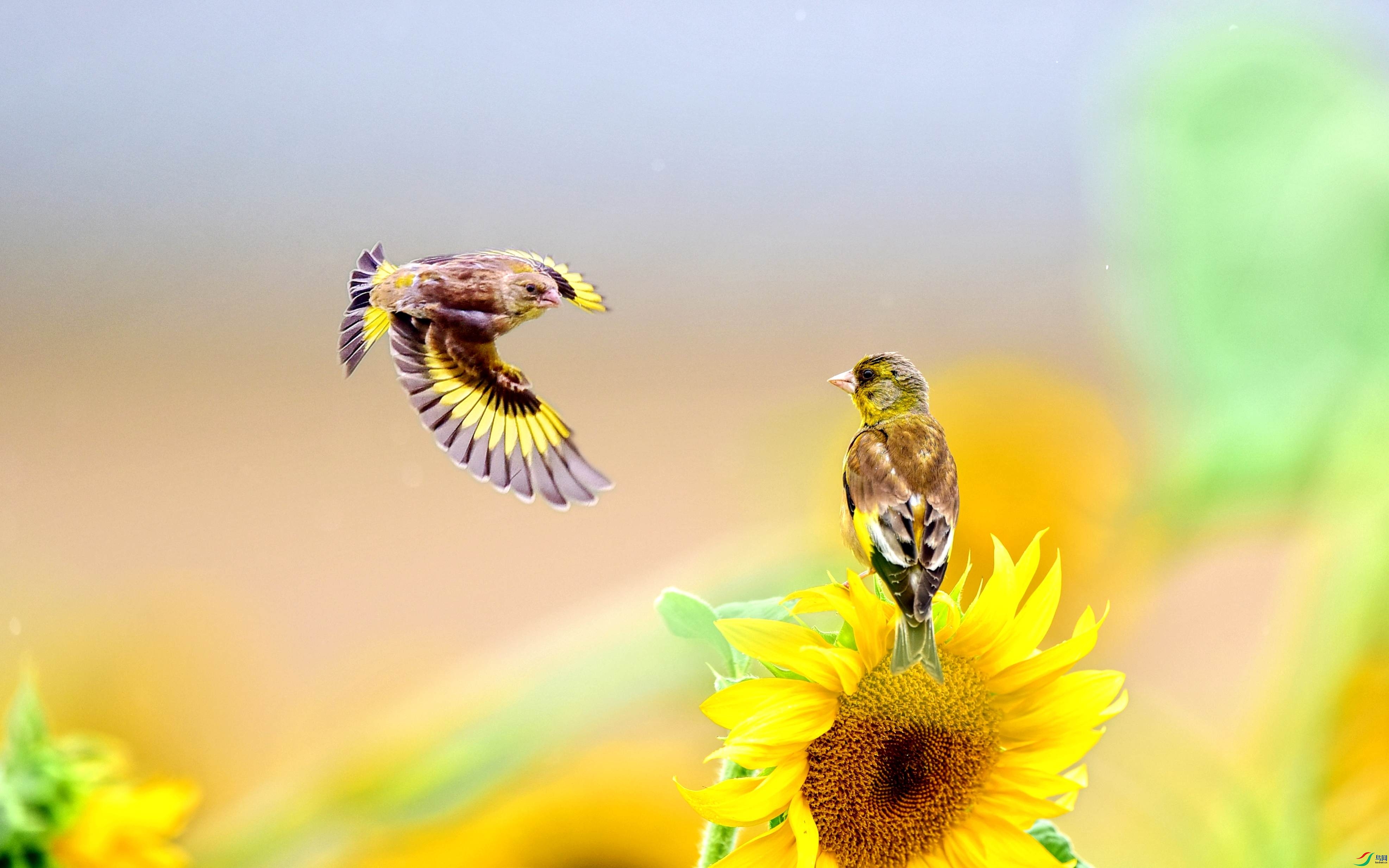 DSC_5540_conew5.jpg