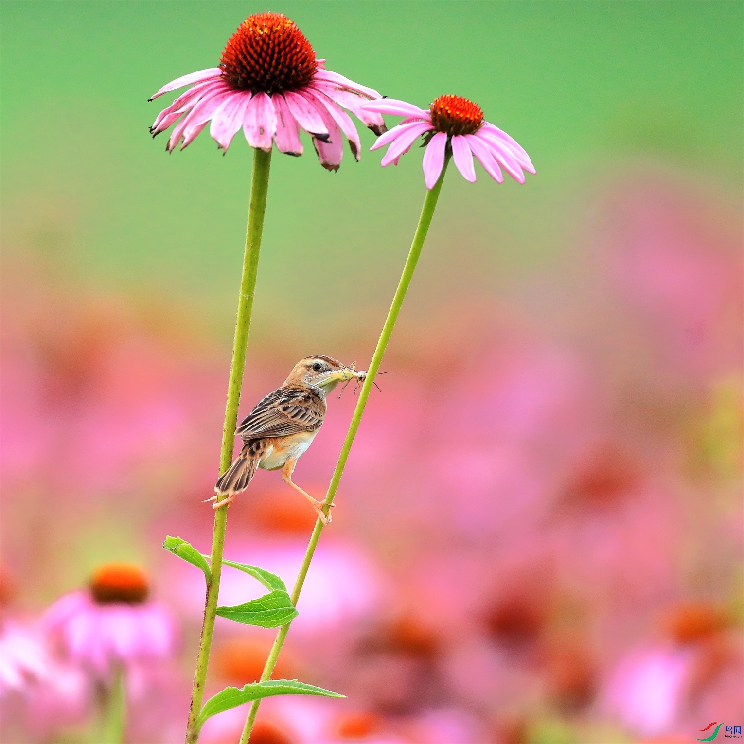 2 - ���� (2).JPG