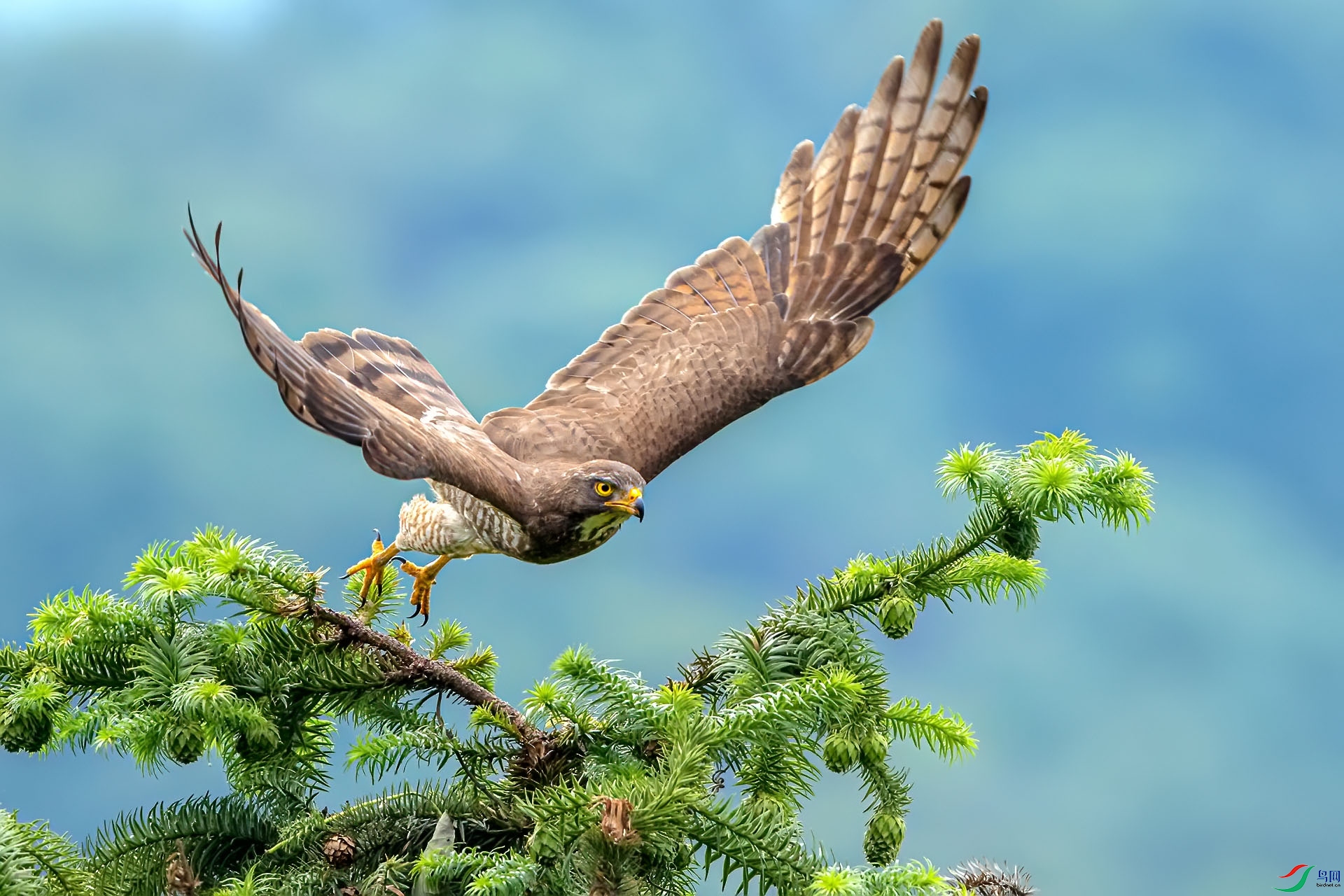 灰脸鵟鹰祝贺老师作品荣获每日佳作