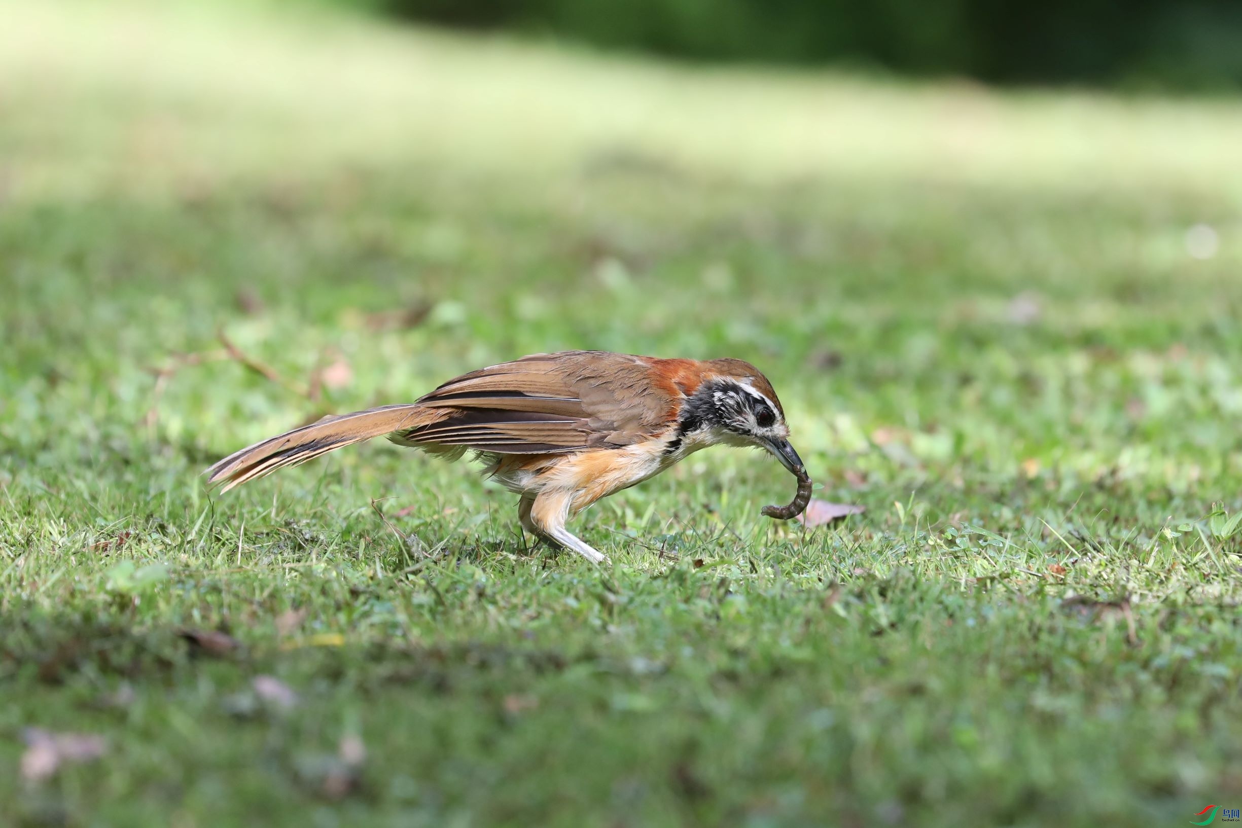 正在捉虫的黑领噪鹛