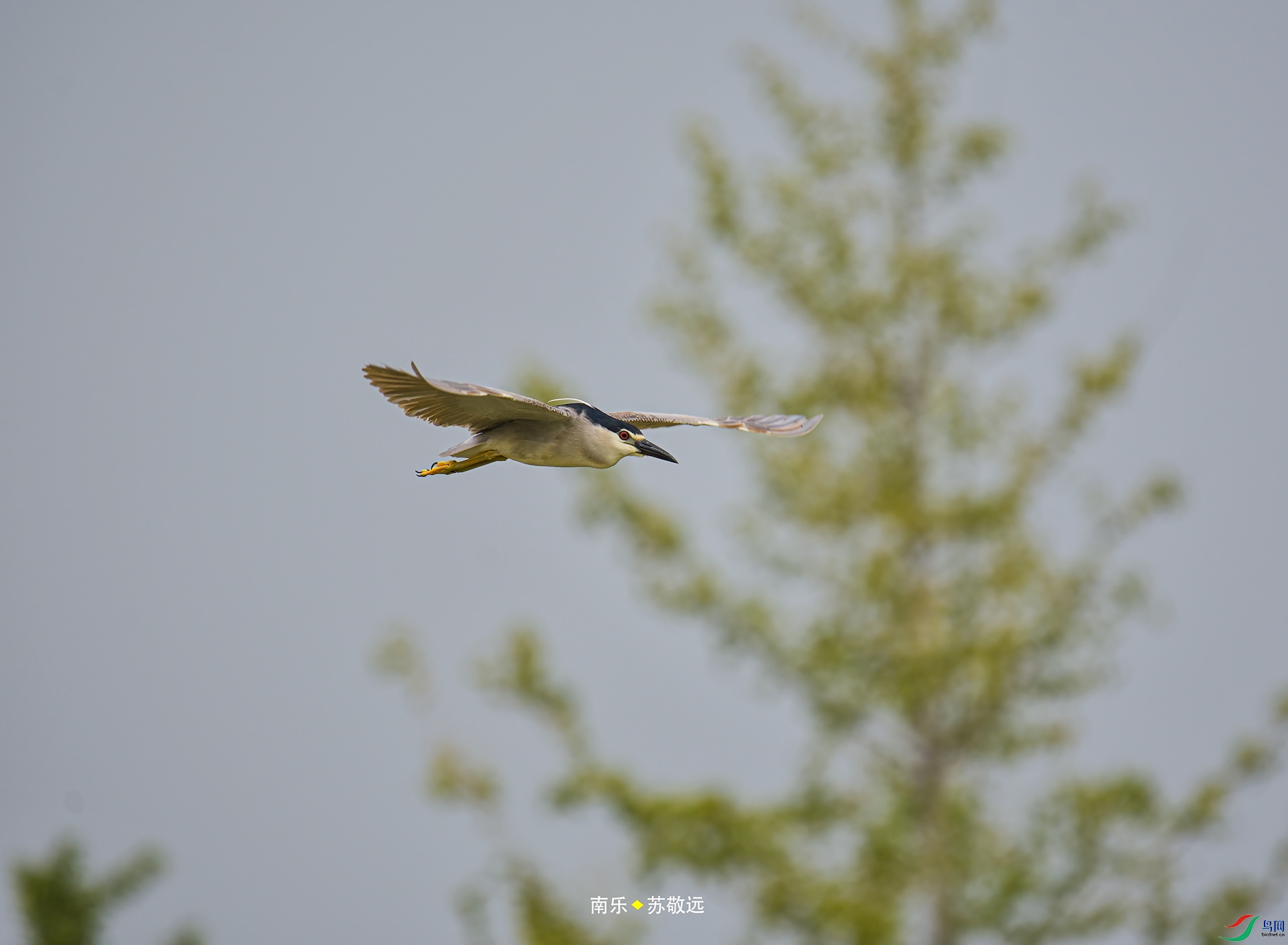 _DSC2524С.jpg