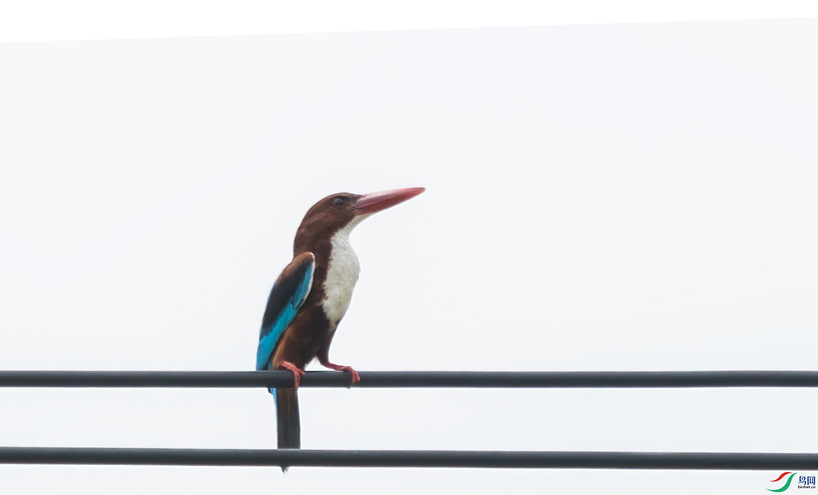 20210707-DSC_6154-900 mm-ISO 250-5568 x 3712.jpg