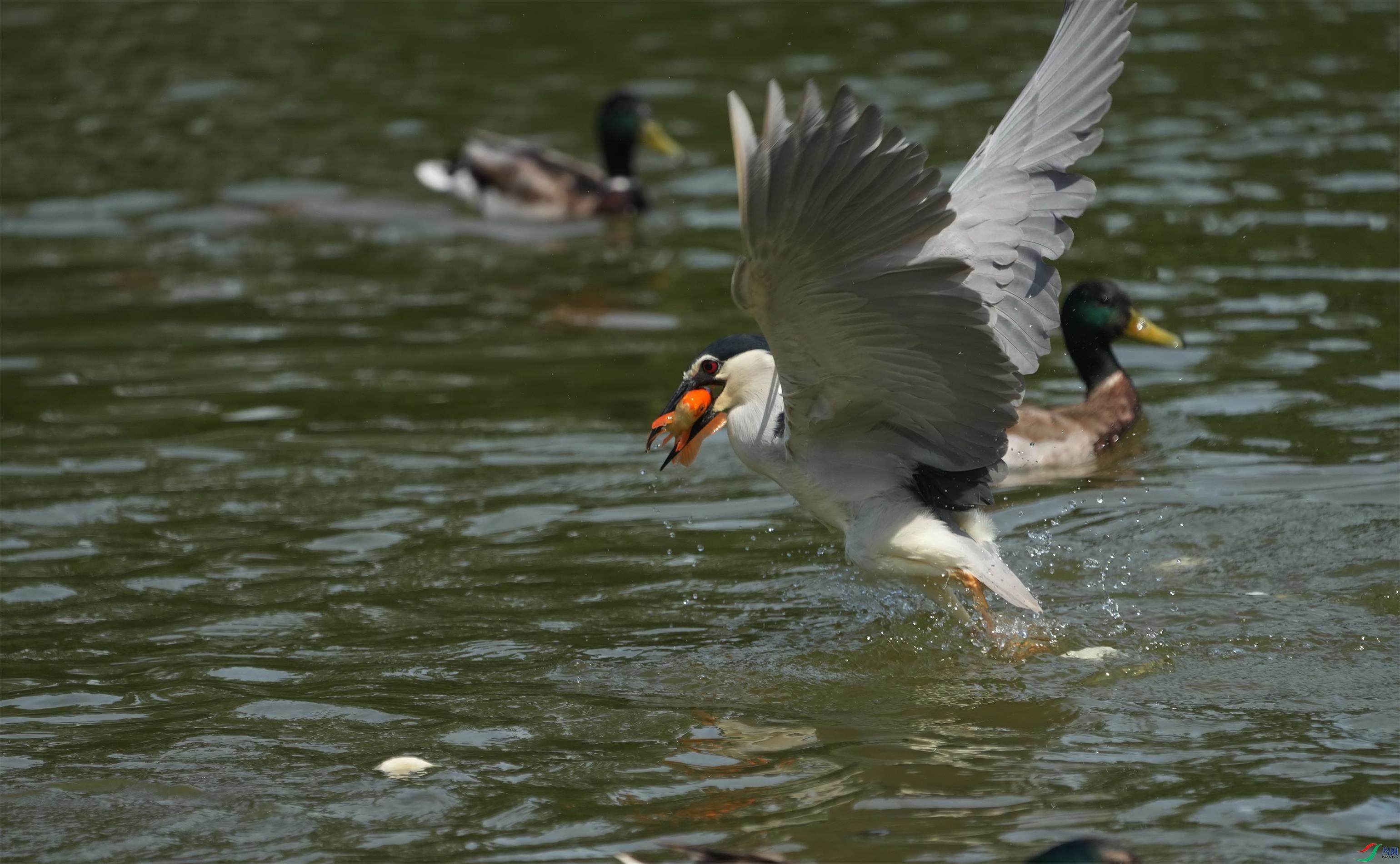 DSC04256_��ͼ��a.jpg