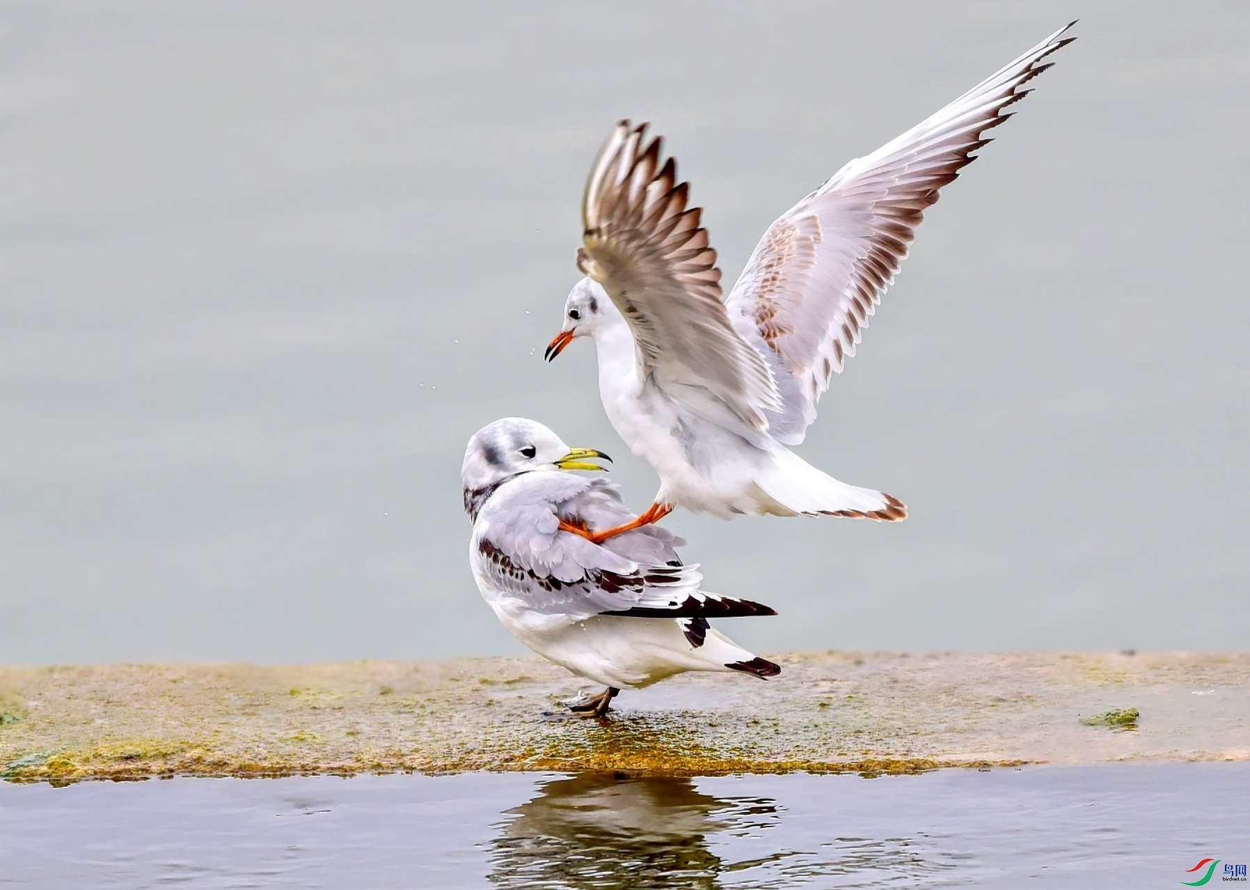 DSC_7618_conew4.jpg