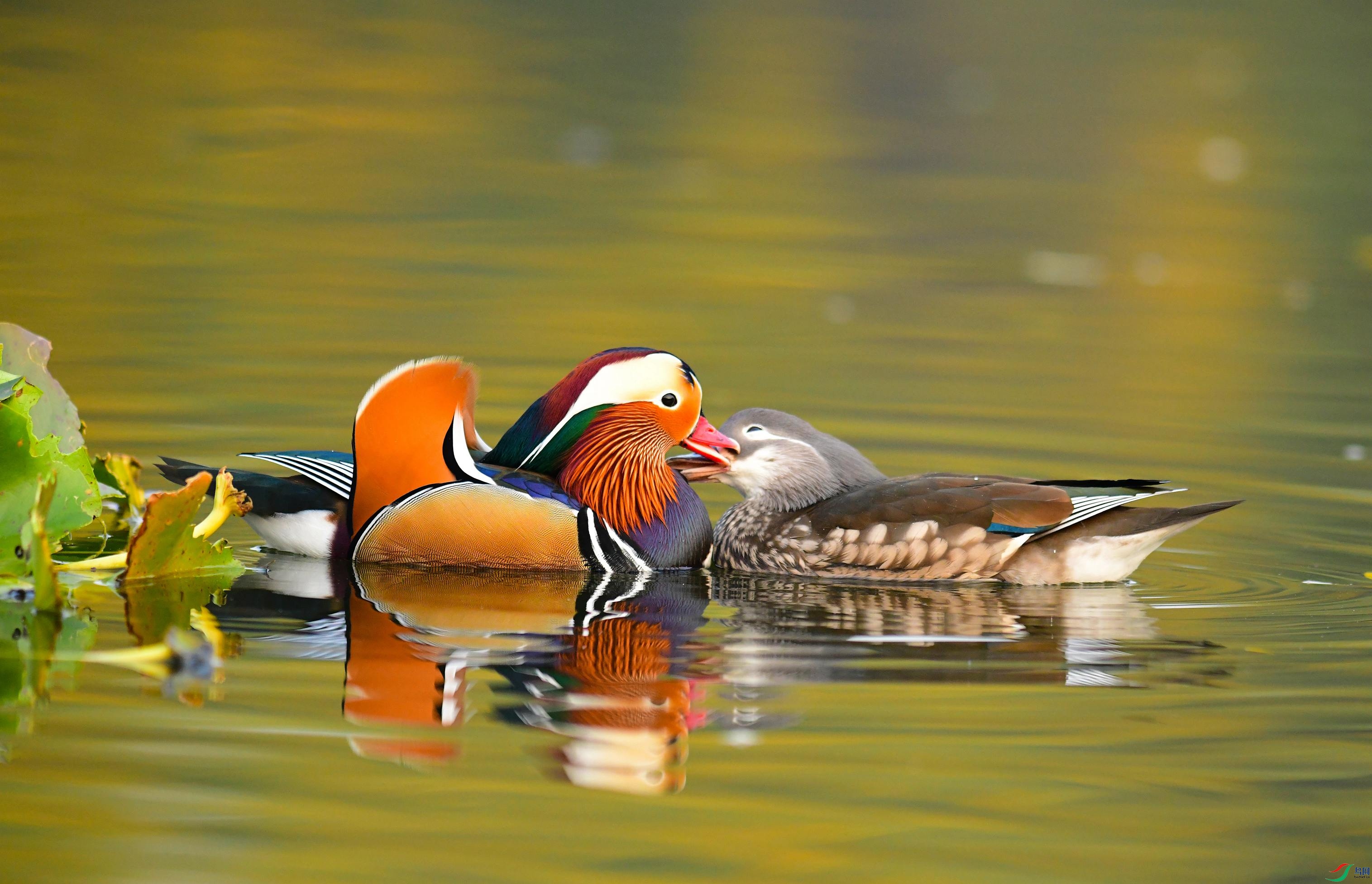 美好一对 鸳鸯悄悄话(贺获本版佳作)