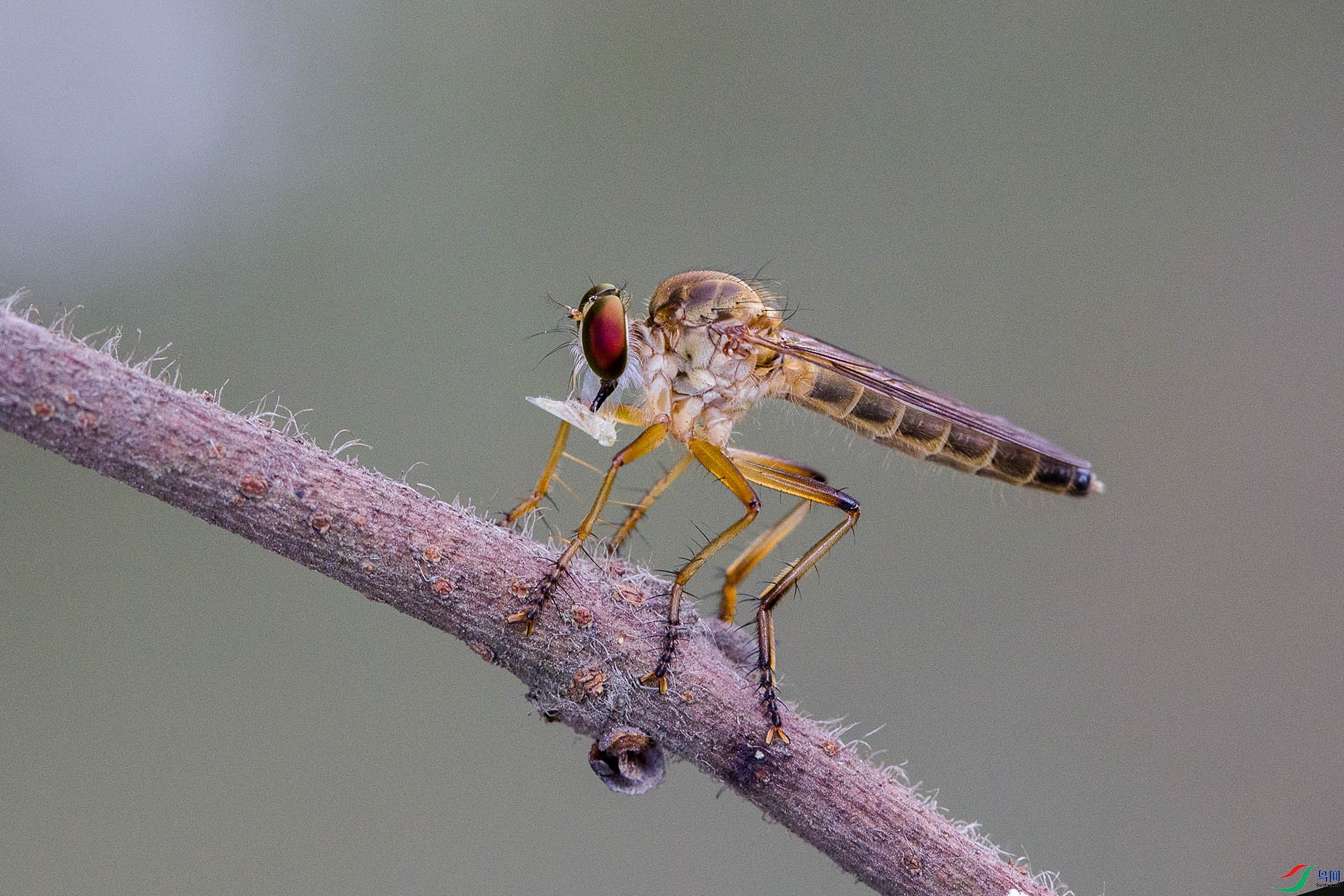 食虫虻-食虫忙【贺获首页精华】