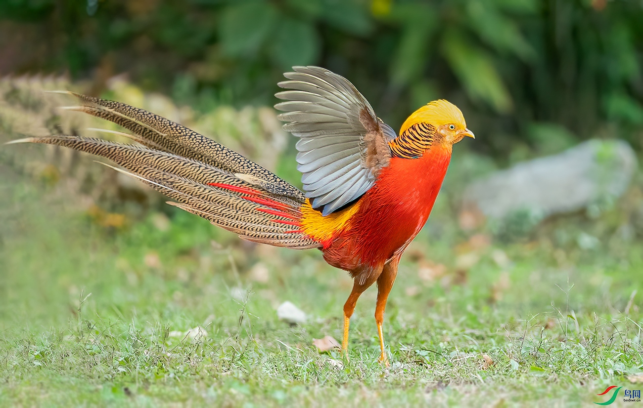 红腹锦鸡——雄鸡展翅!