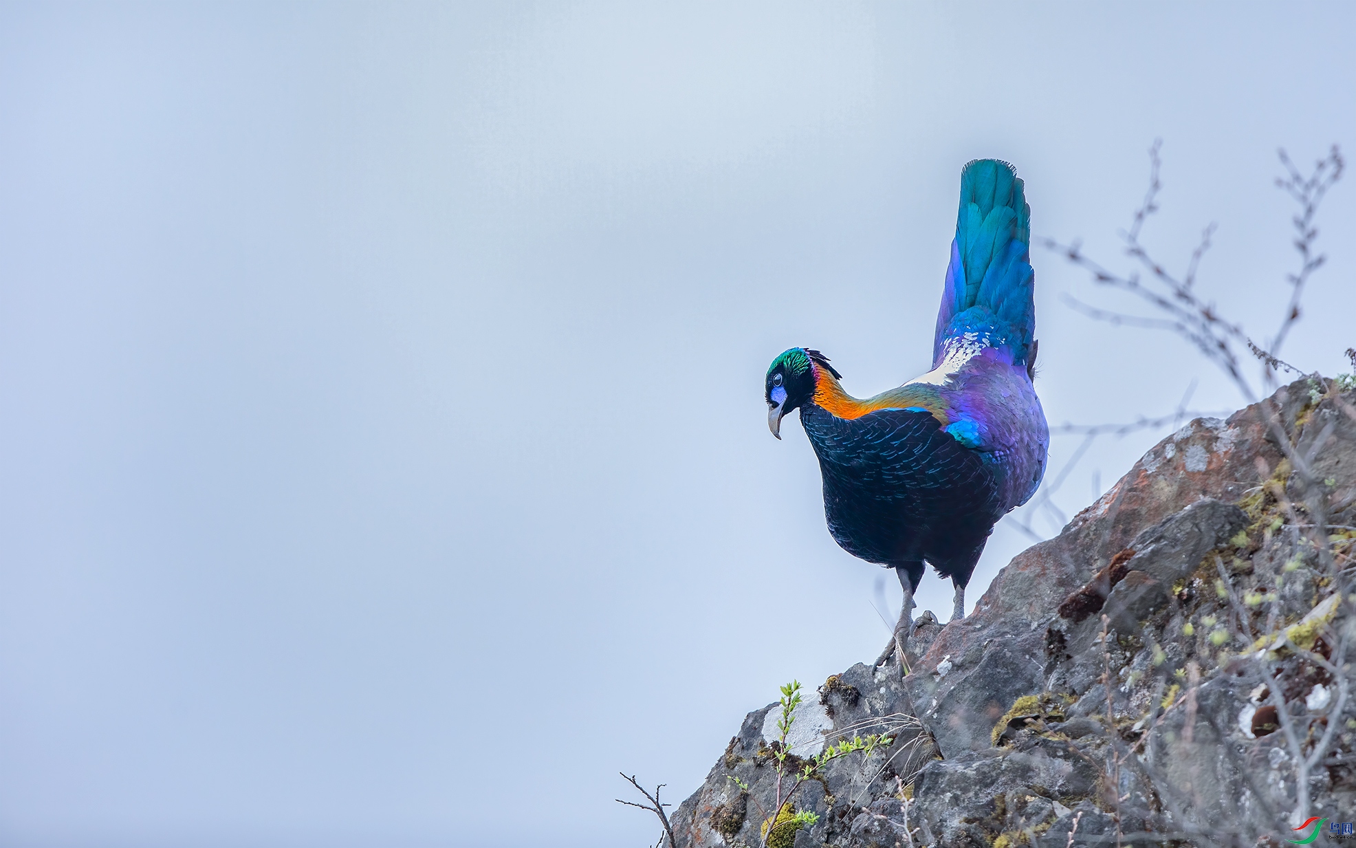 国宝级-绿尾虹雉