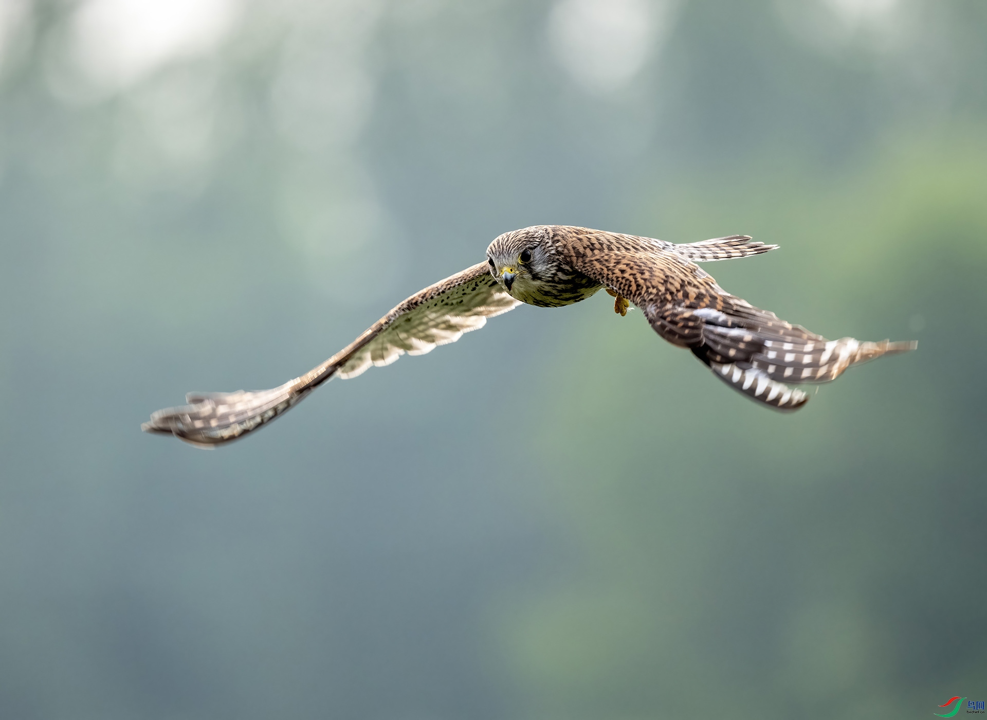 DSC_4584-DeNoiseAI-denoise.jpg
