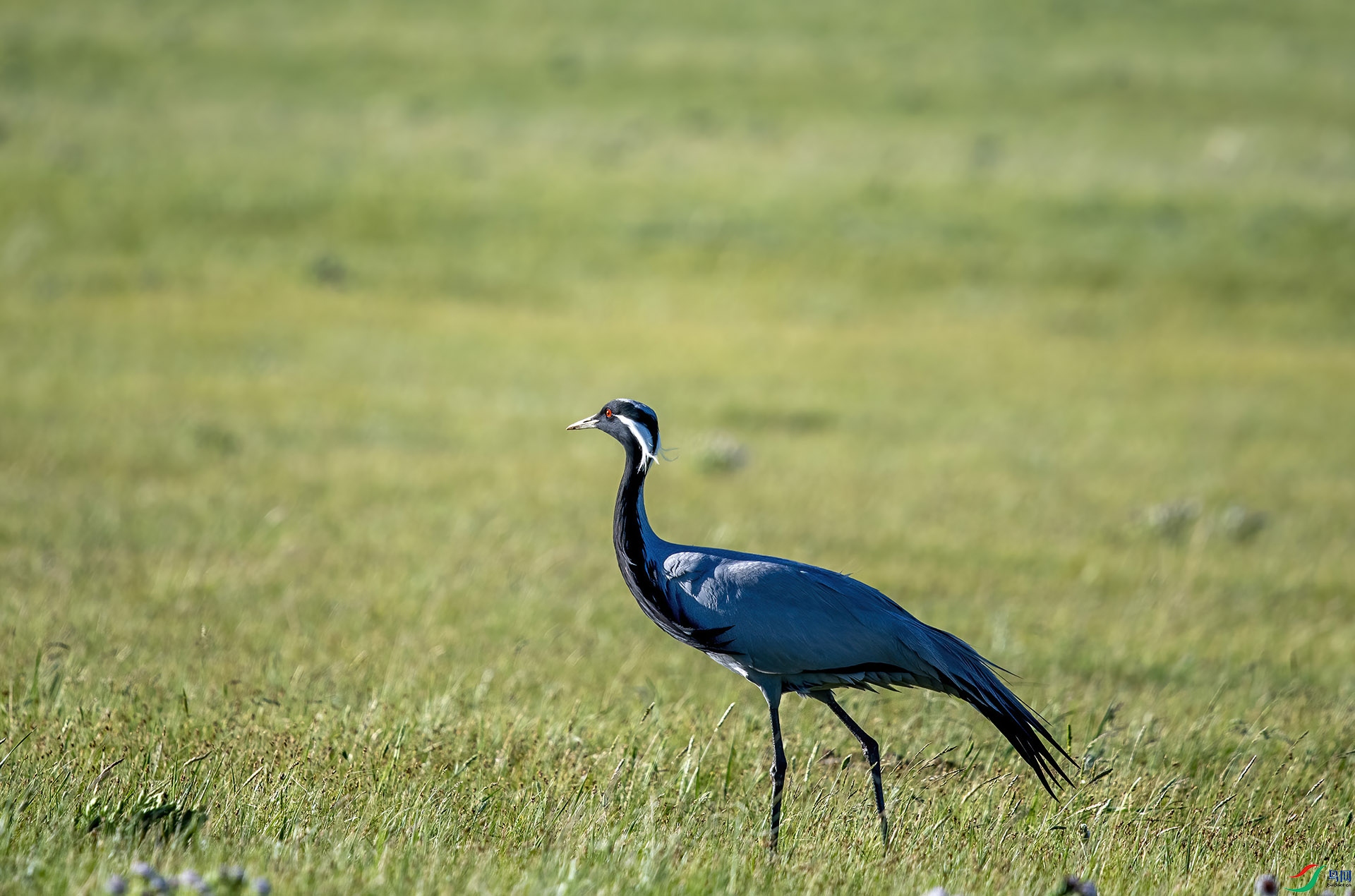 DSC_8092-DeNoiseAI-denoise.jpg
