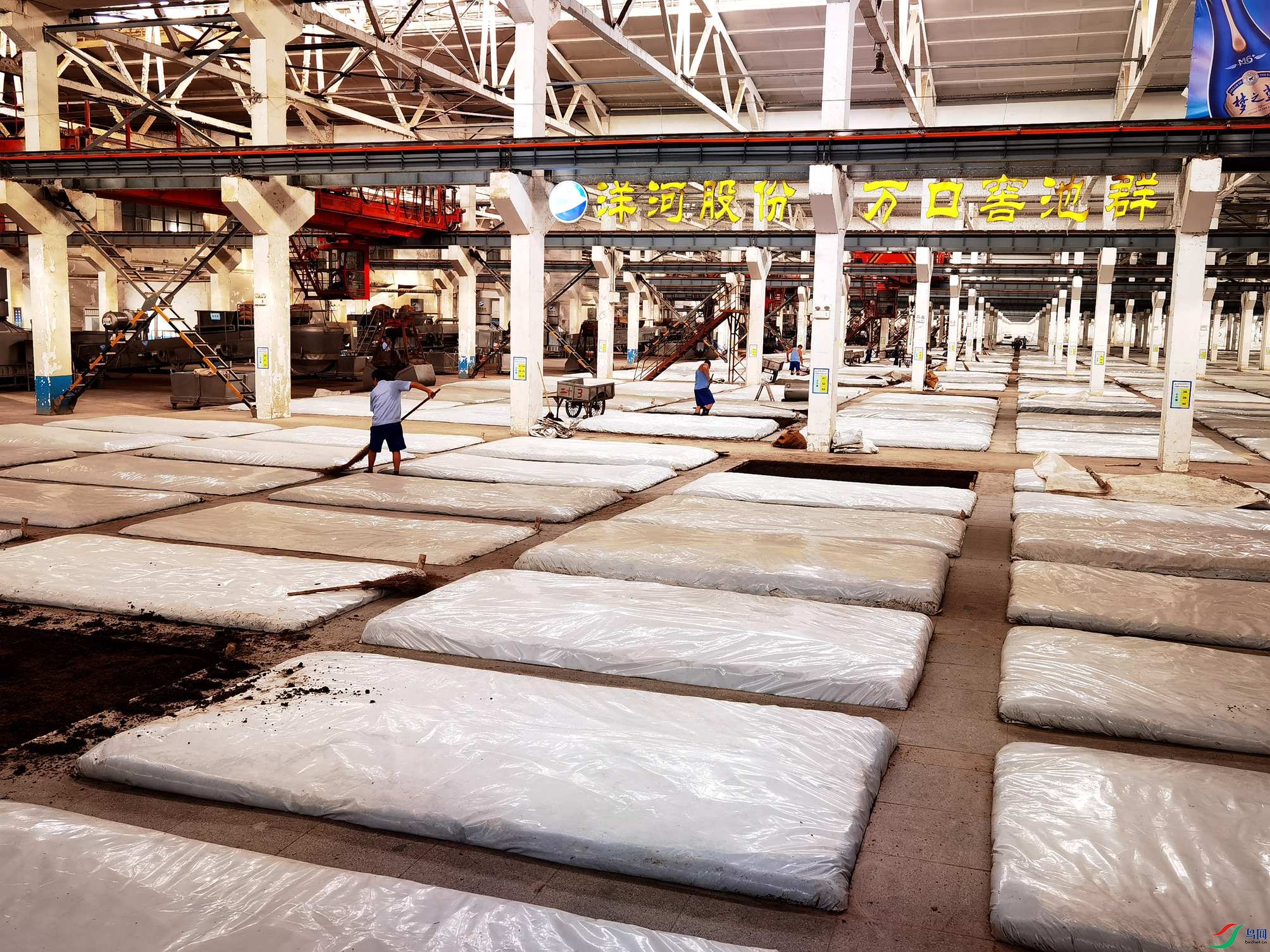 洋河酒厂31连跨酿酒厂房