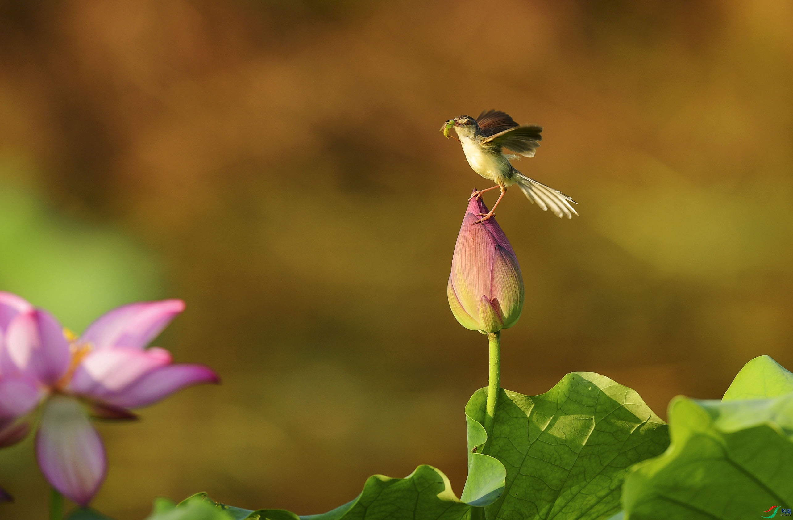 花与鸟