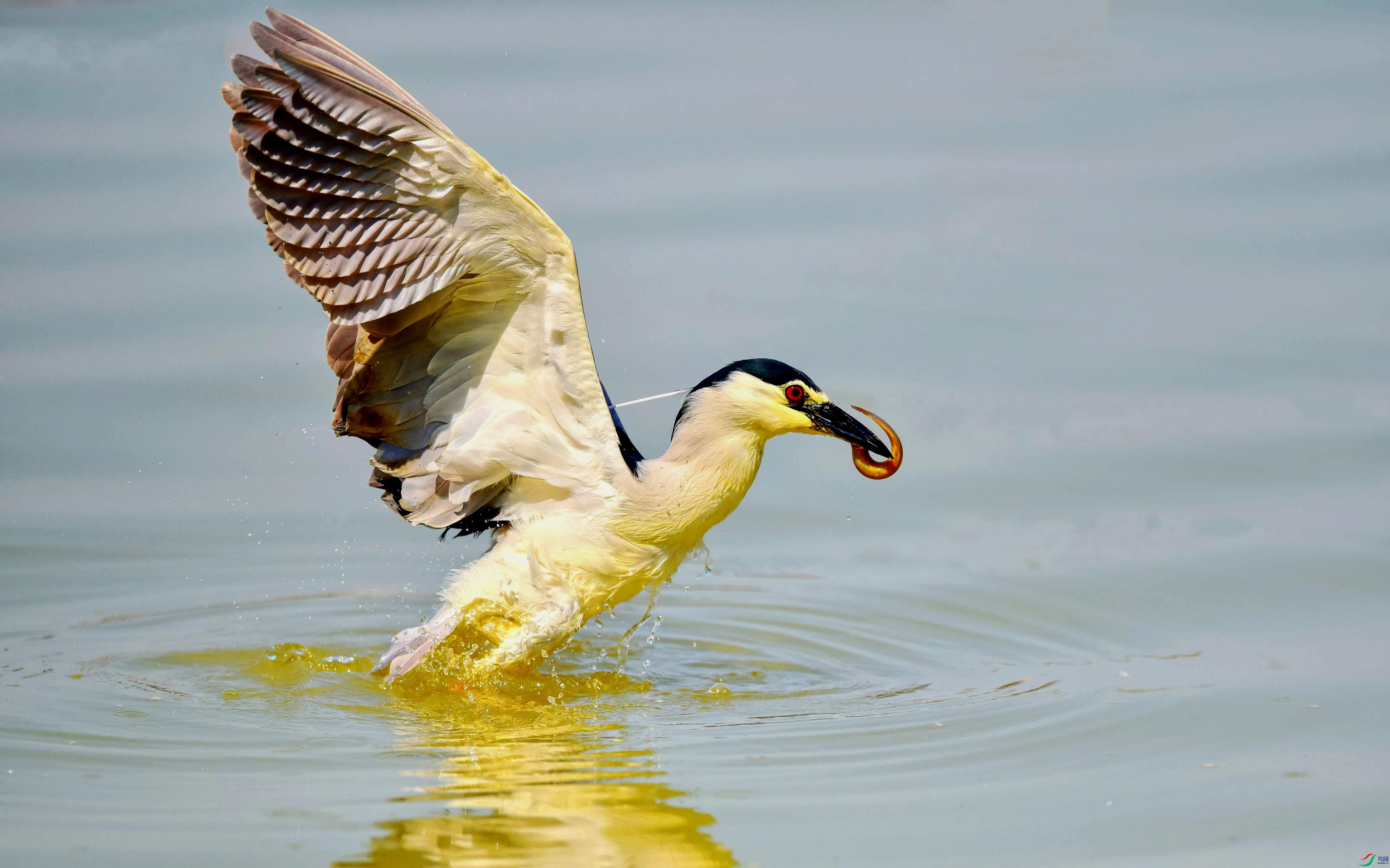 DSC_2145_conew6.jpg