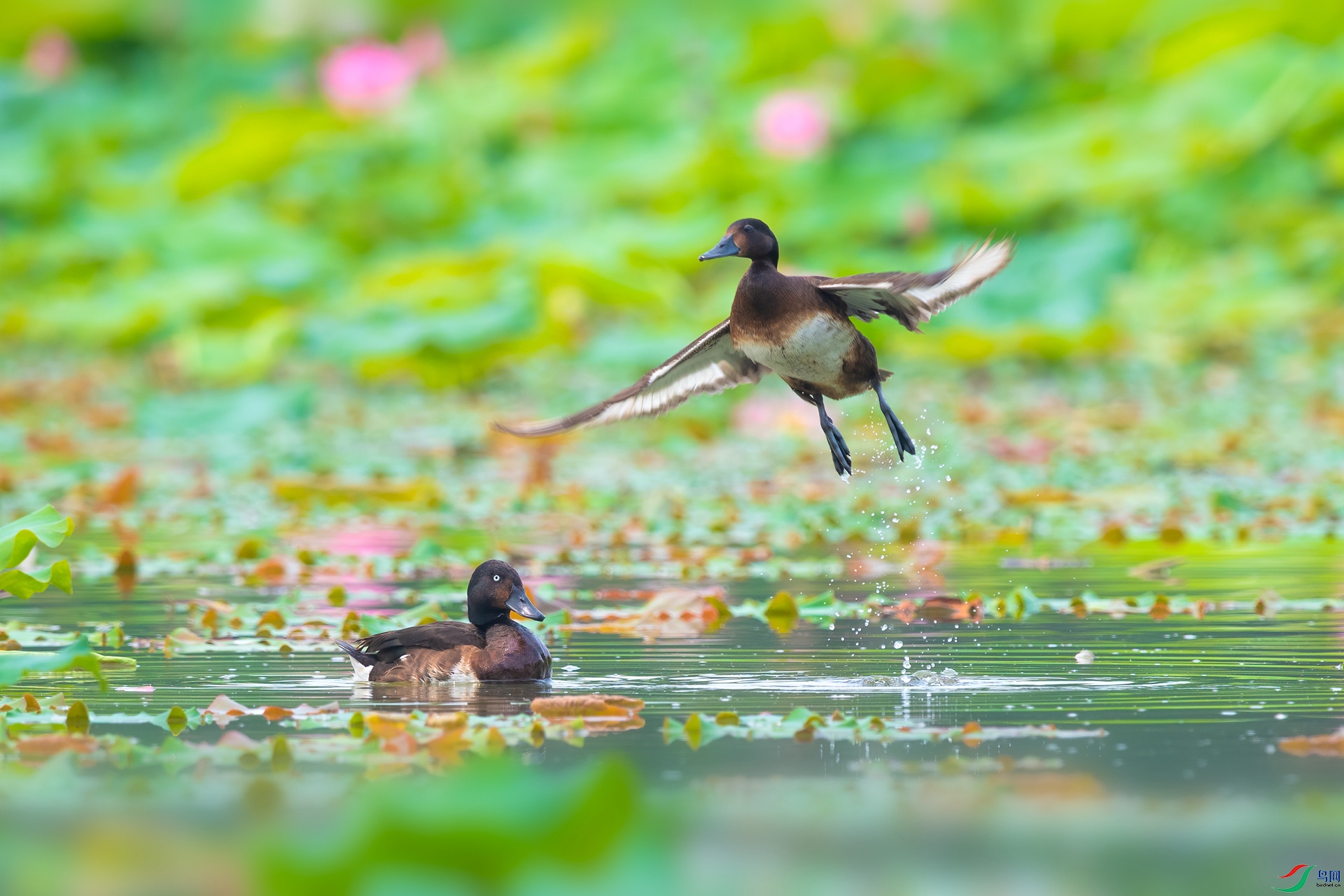 动与静 -- 青头潜鸭两口子(贺荣获鸟类精华)