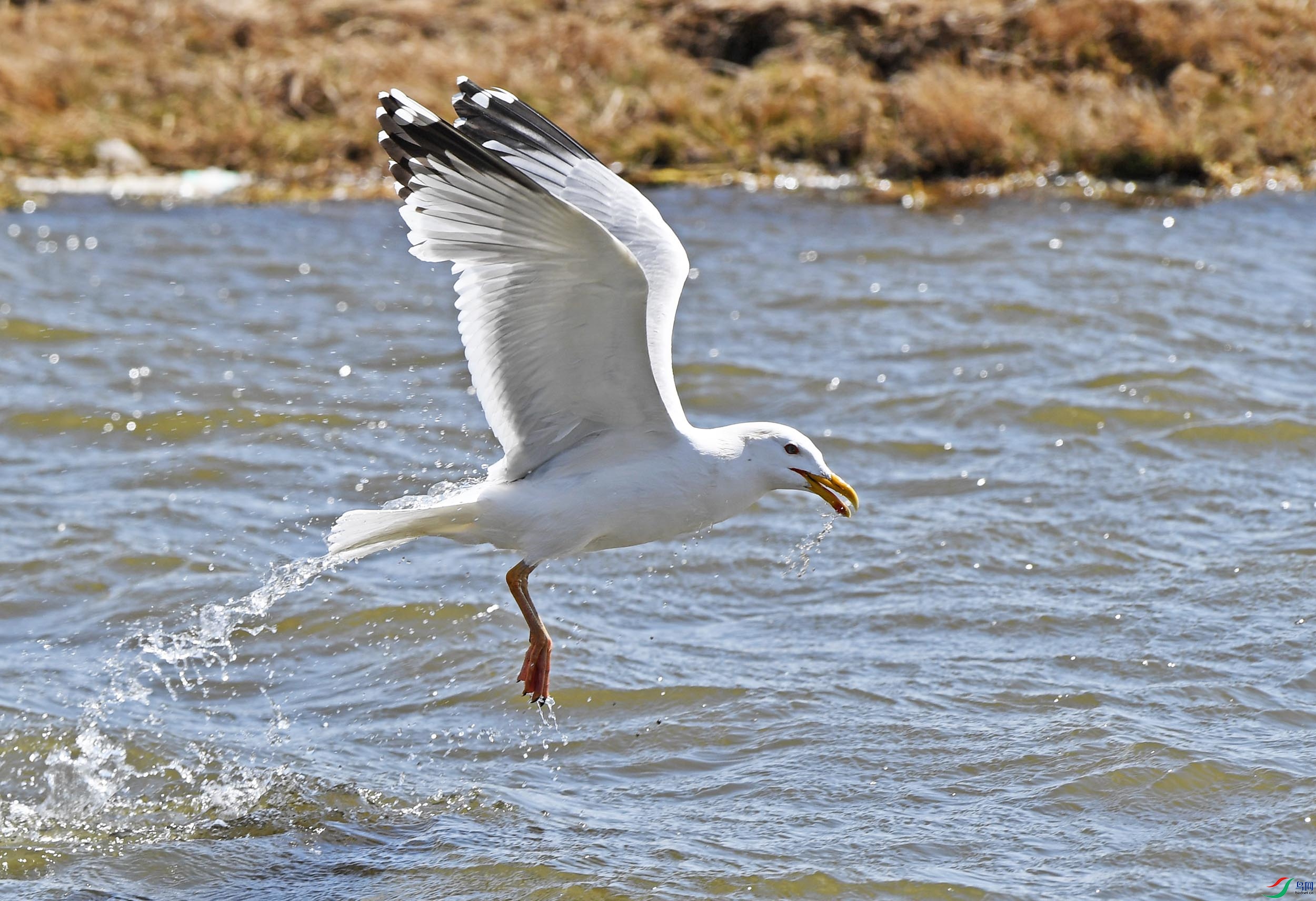 DSC_39571.jpg