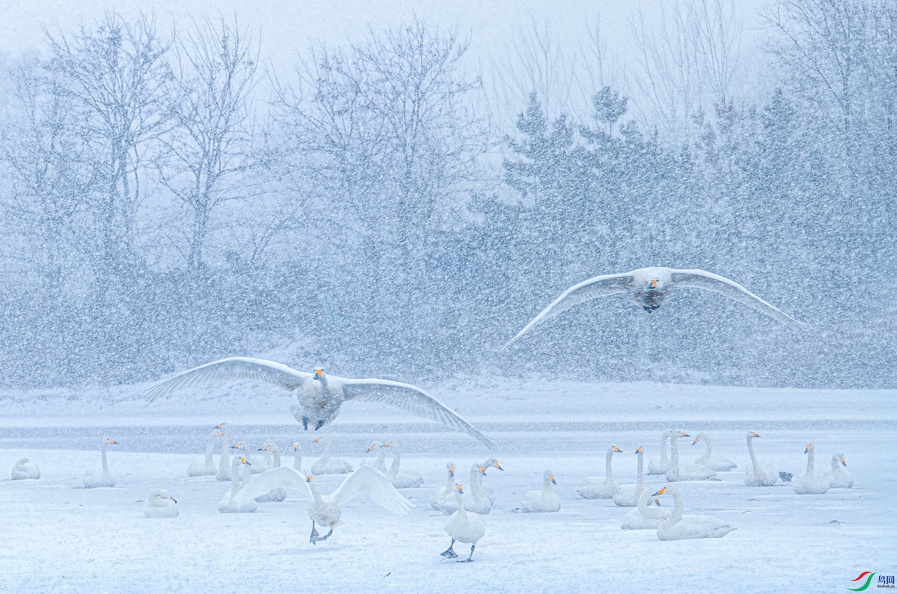 _DSC5519-W.jpg