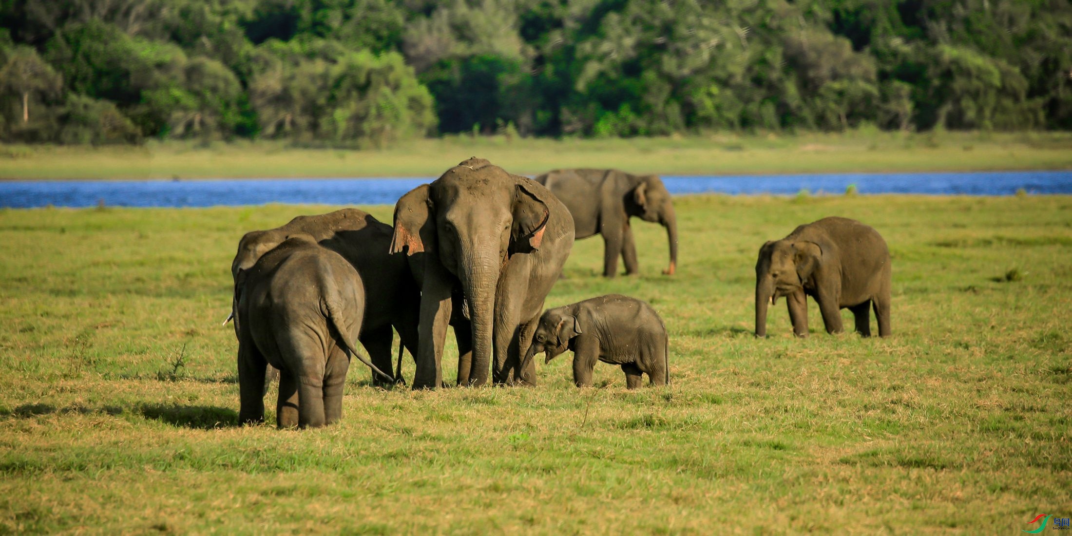 斯里卡―――野象群