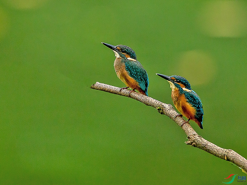 双翠鸟8