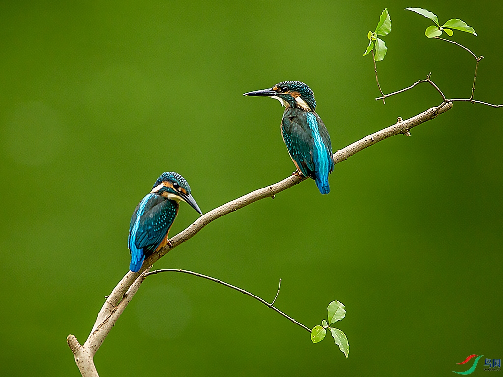 双翠鸟11