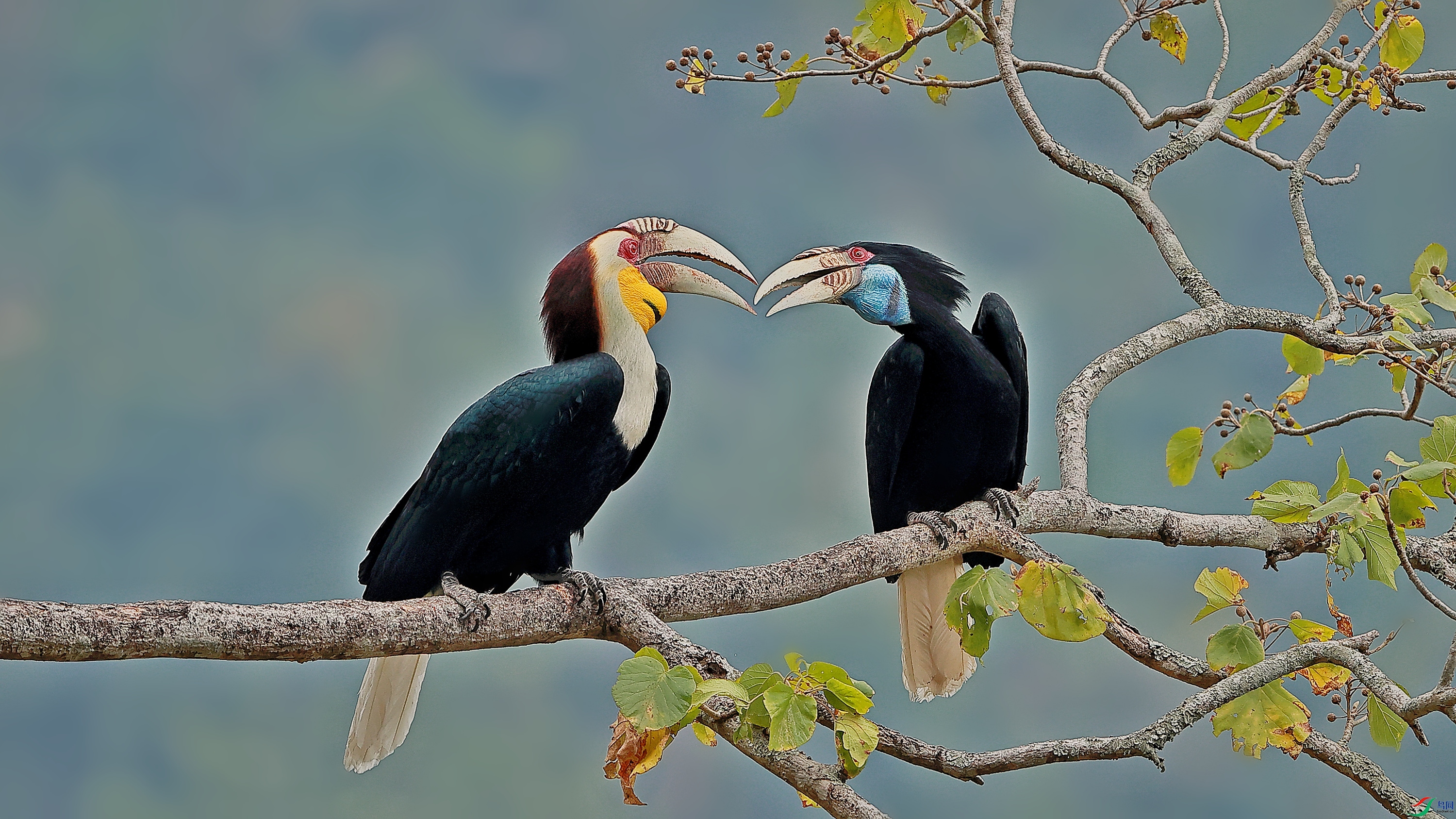[林鸟] 花冠皱盔犀鸟 --- (祝贺老师作品荣获vip综合精华)