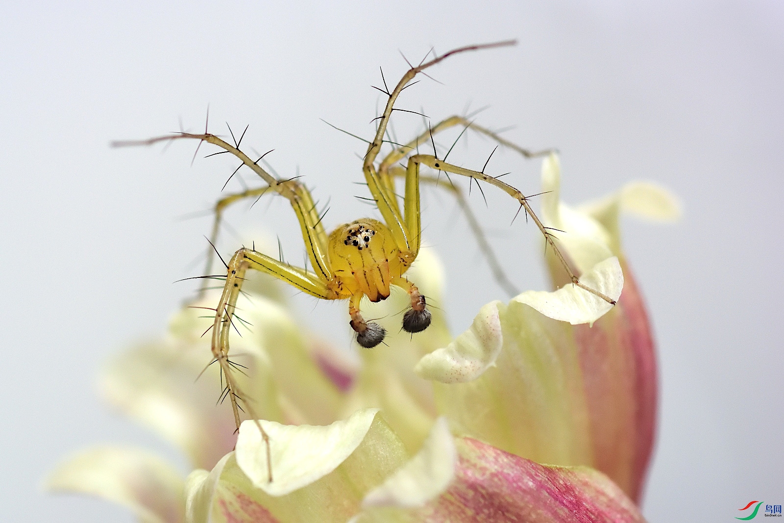 拉蒂松猫蛛贺获首页精华