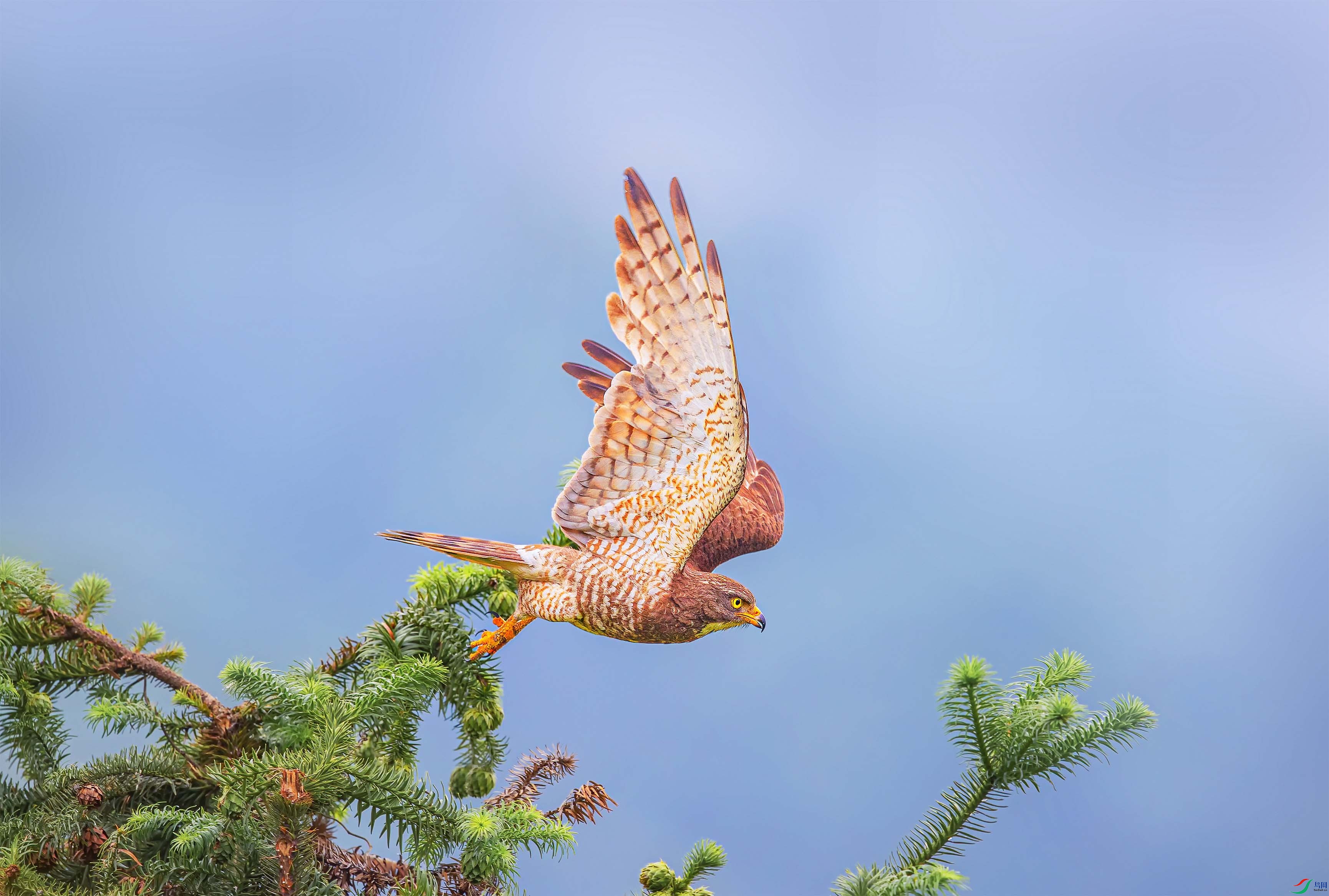 [猛禽] 鵟鹰--- (祝贺老师作品荣获vip综合精华)