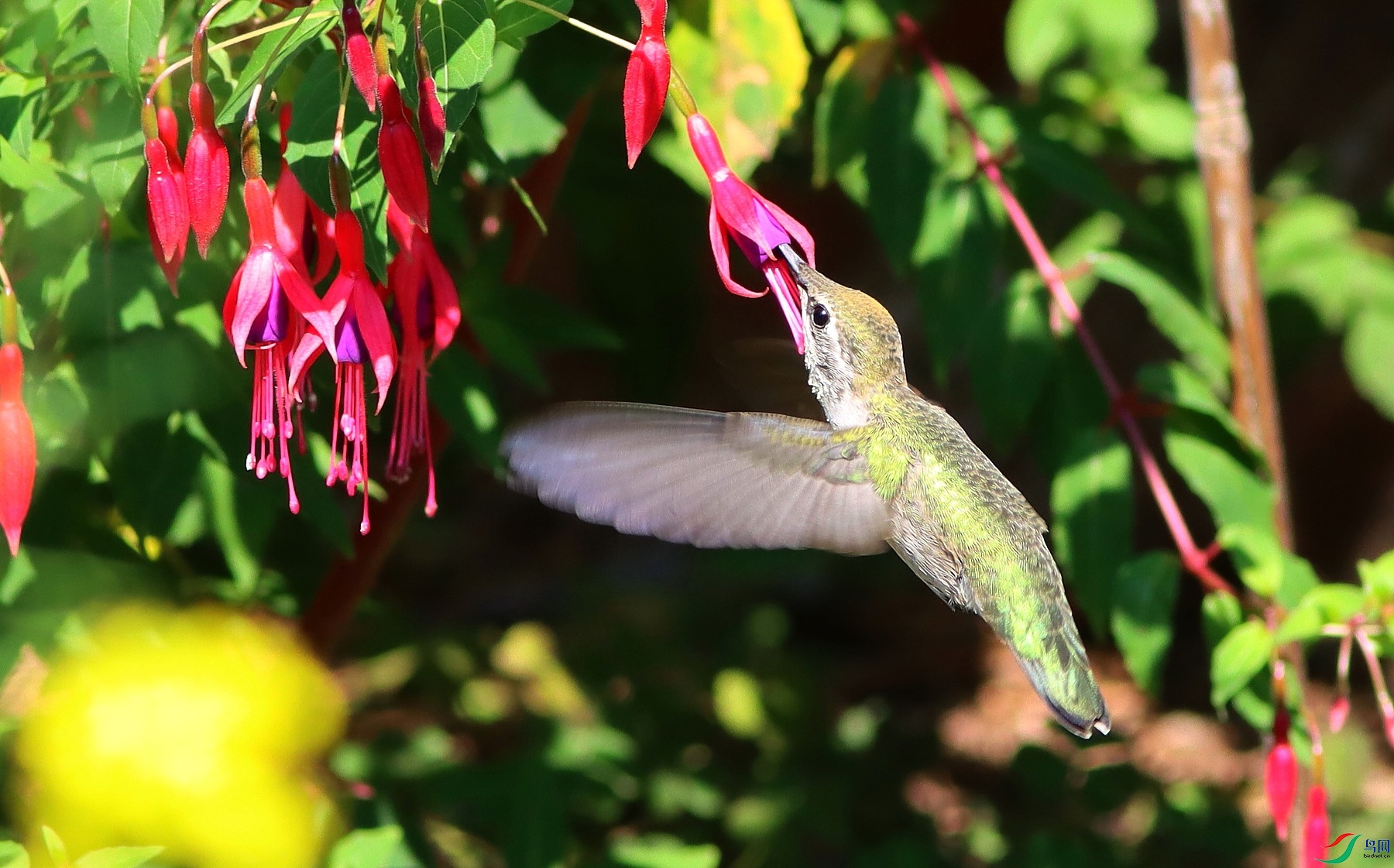 IMG_6592z_1.JPG
