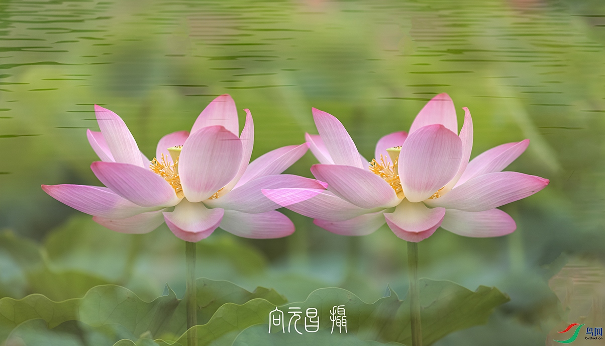817A2930-1a-1b-1.jpg