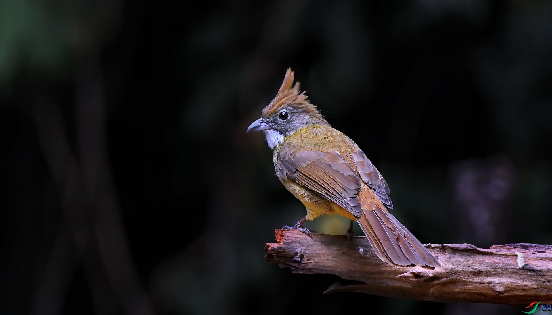 DSC_4239a.jpg