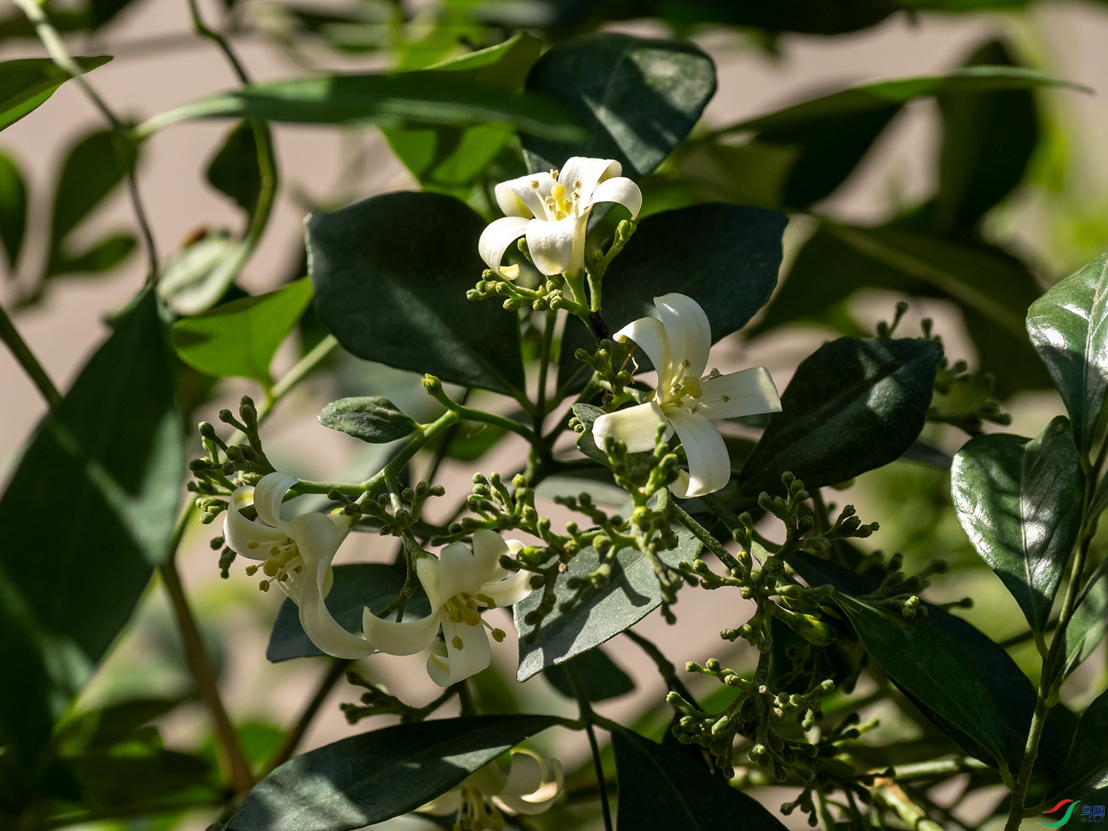 �����㿪����