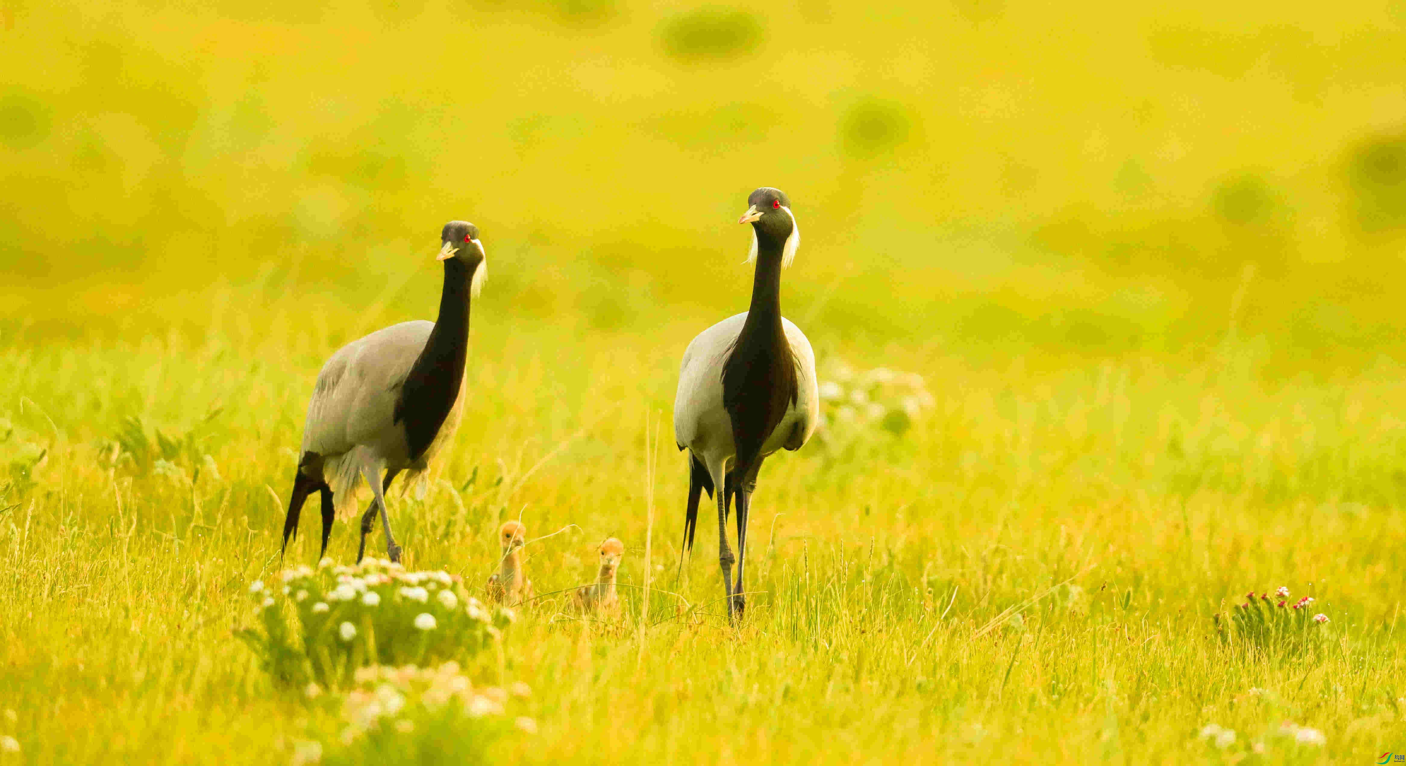 大鹤小鹤1 (1 - 1).jpg