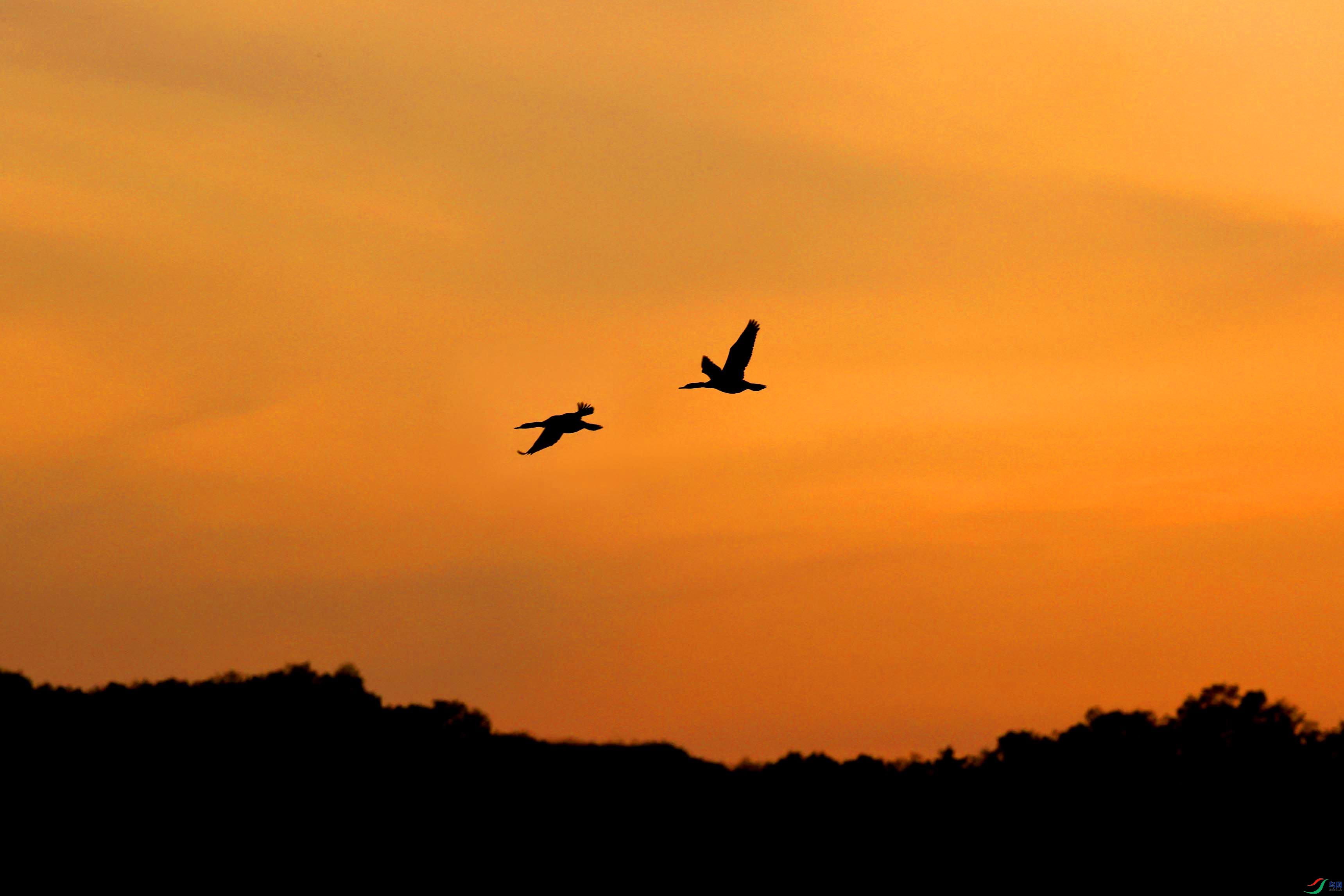 鸬鹚在黄昏