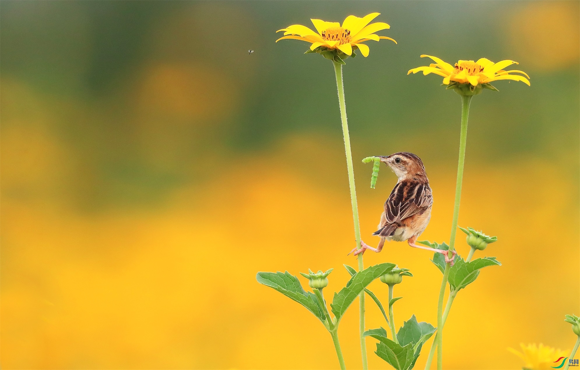 33 - ���� (2).jpg