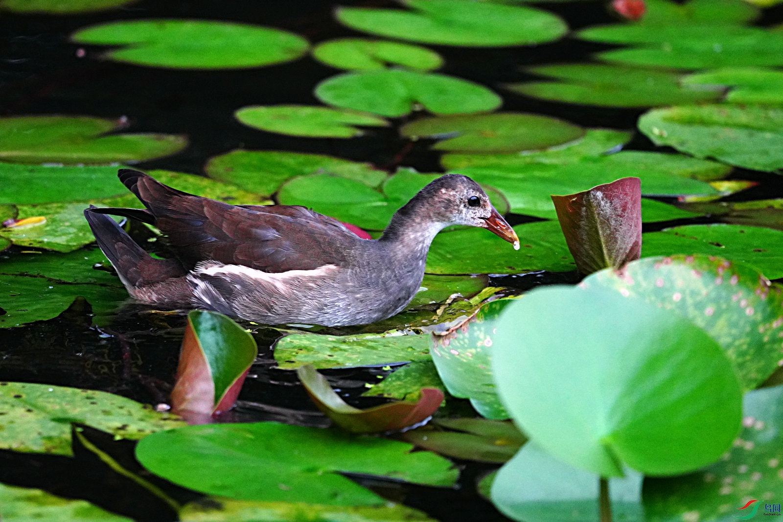 黑水鸡姐姐找食喂弟弟