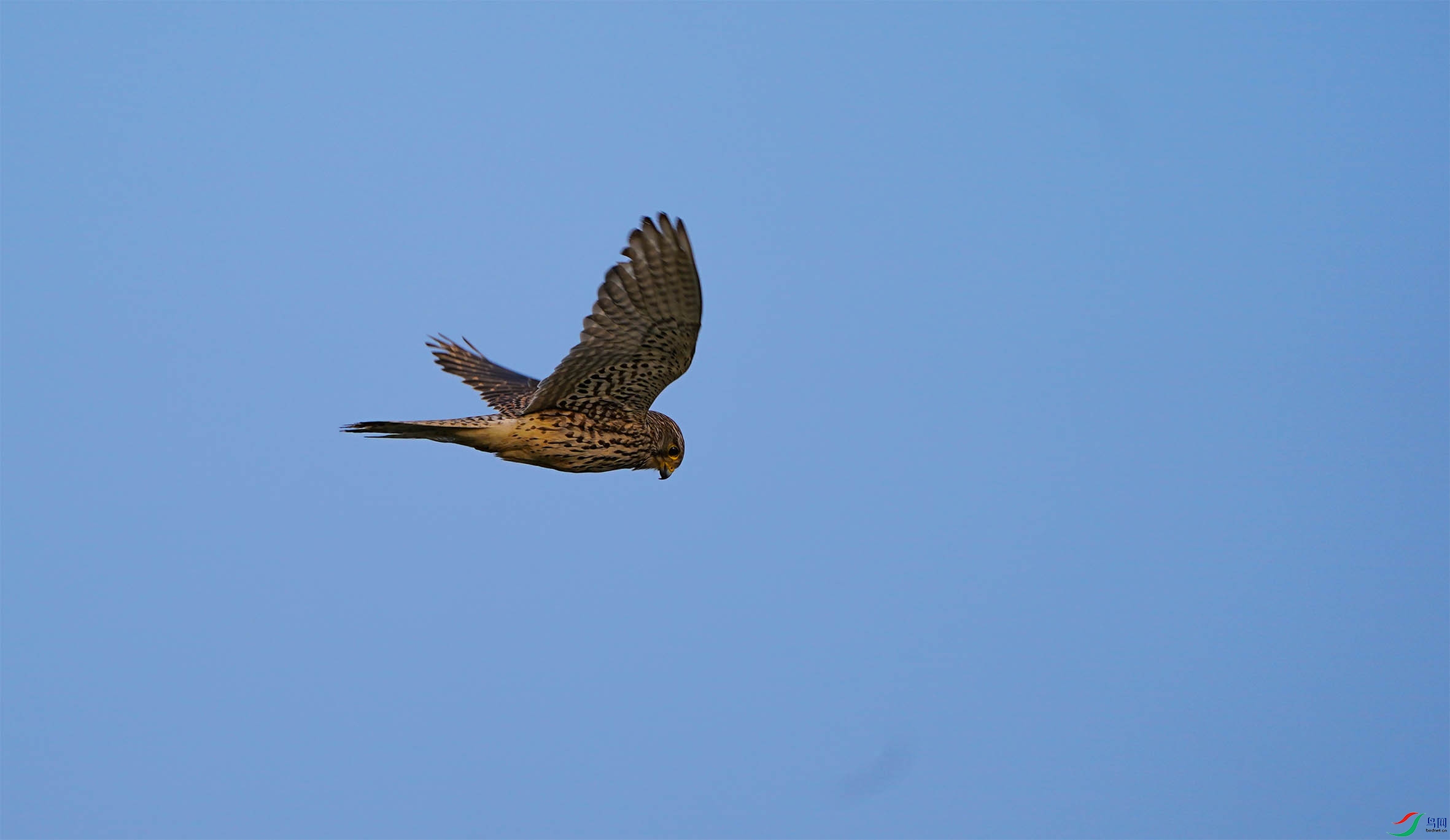 DSC01375-2 - ����.jpg