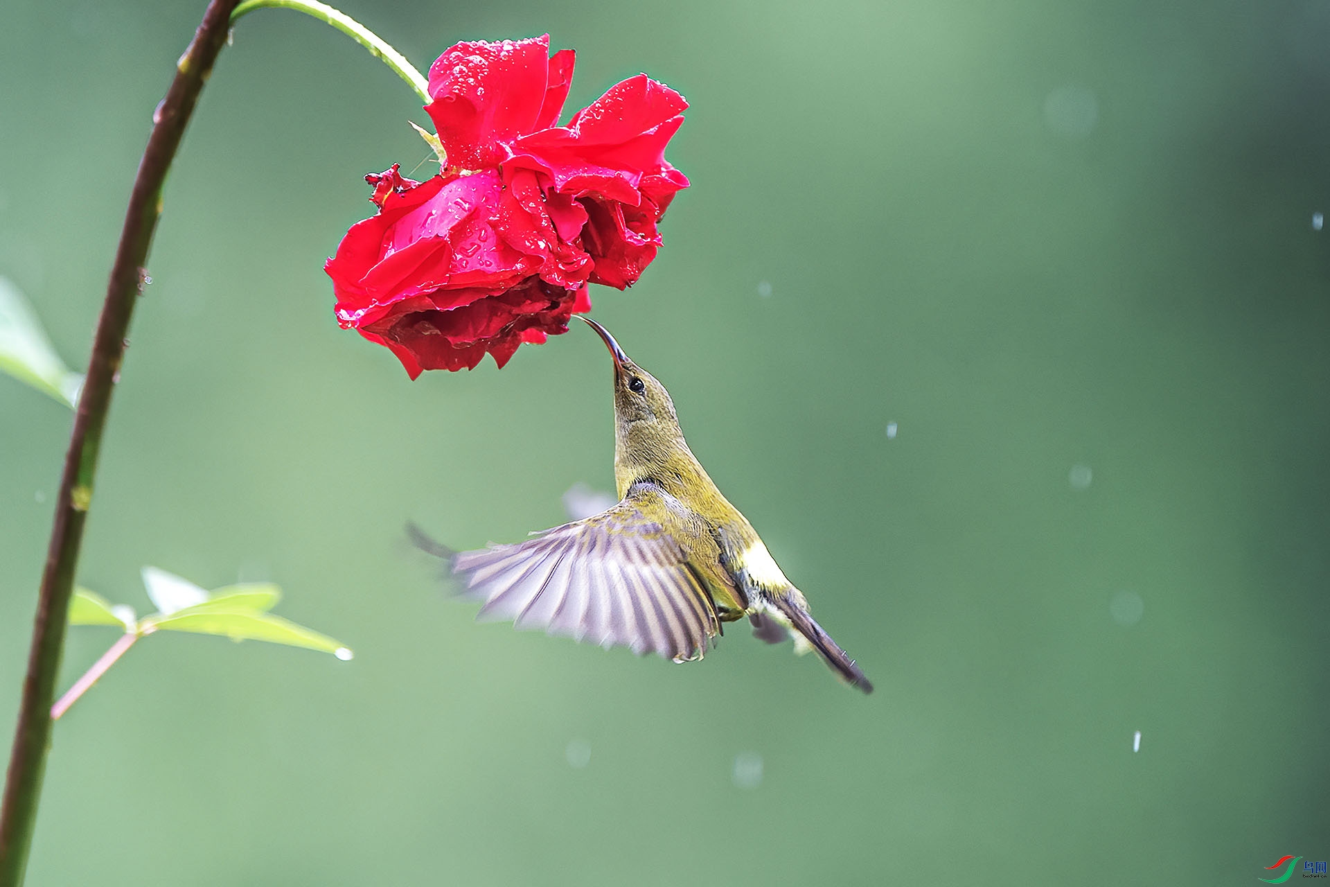 _DSC9265 ����.jpg