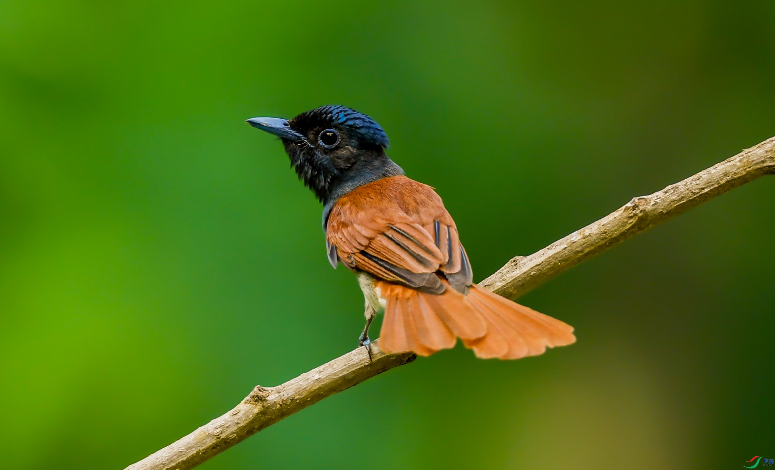 ���ٴ�����