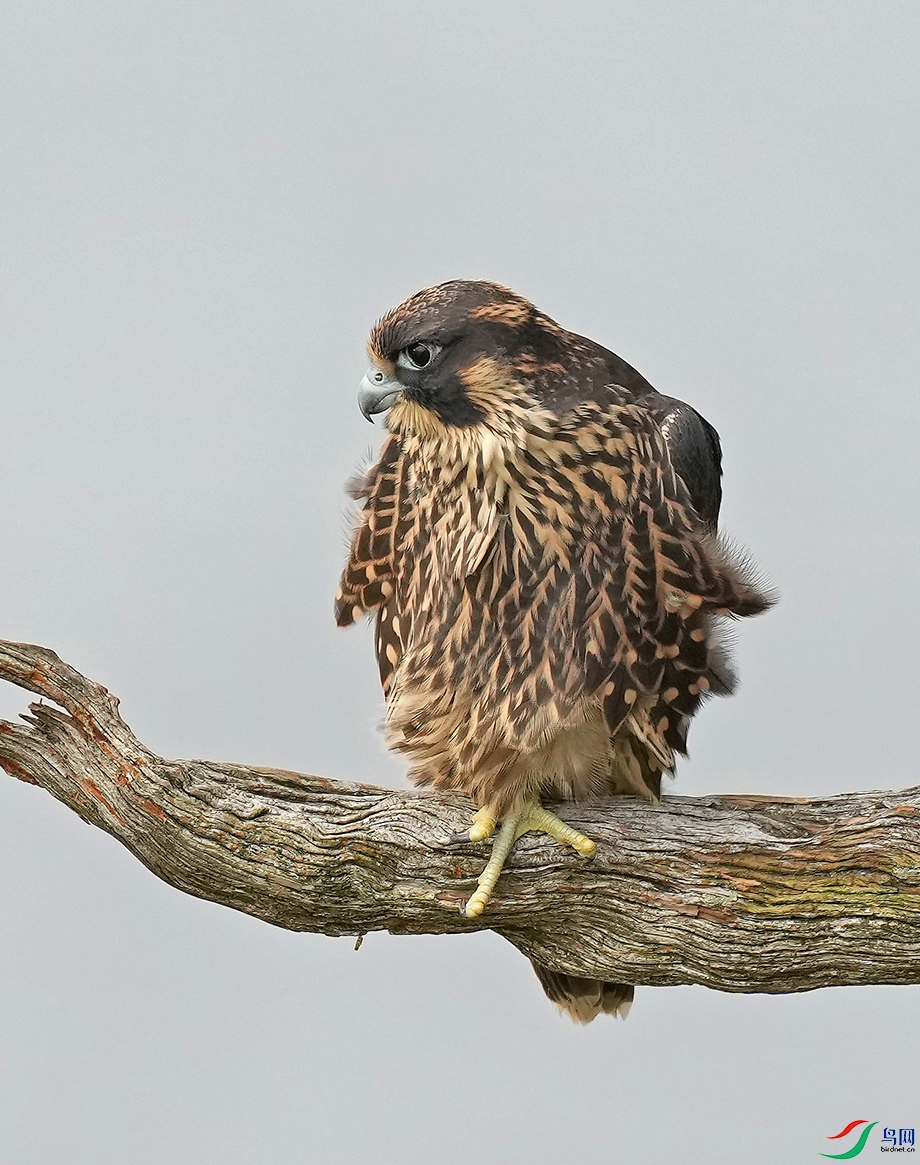 DSD00116----.jpg